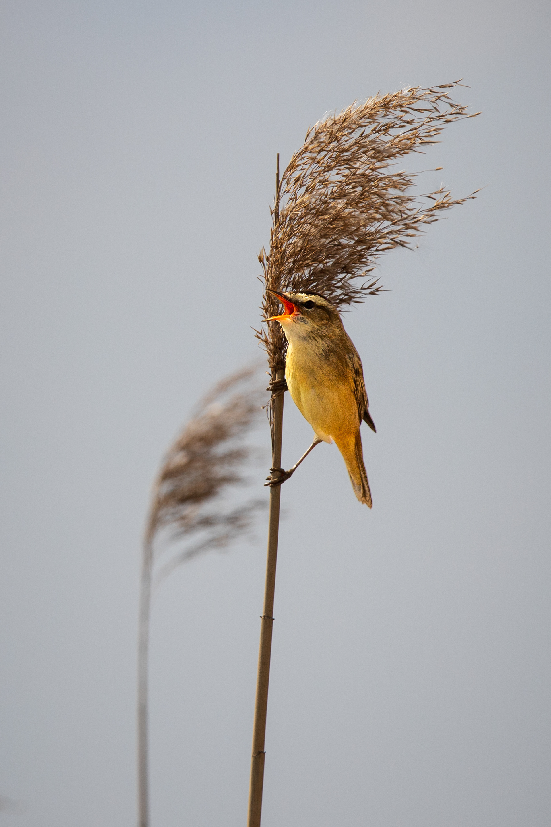 Rietzanger