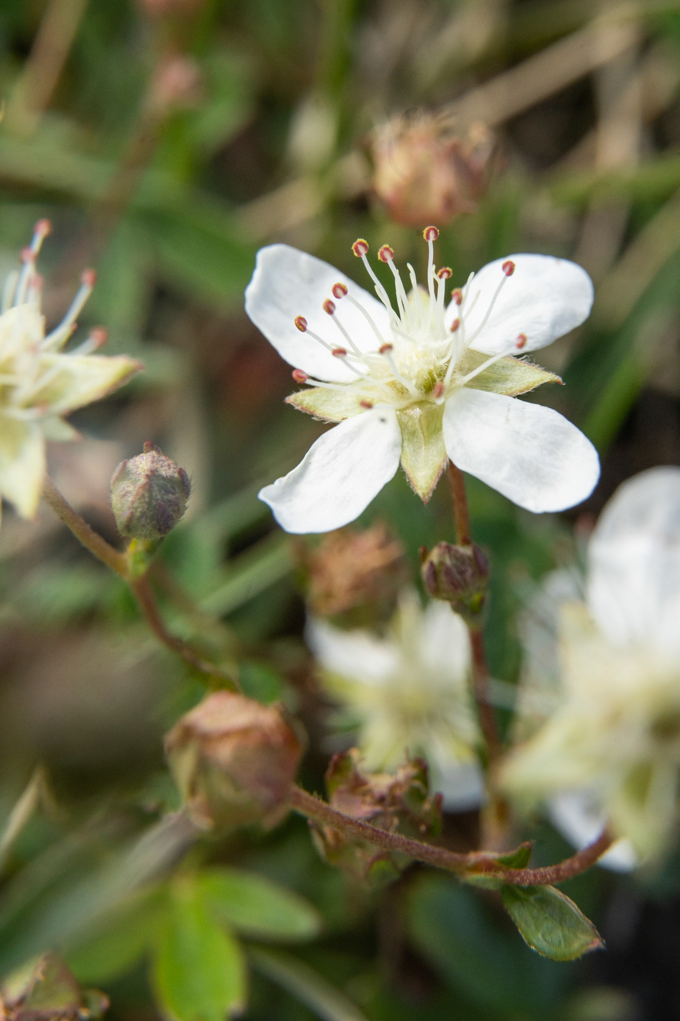 Sibbaldia tridentata. Three-tooth cinquefoil.