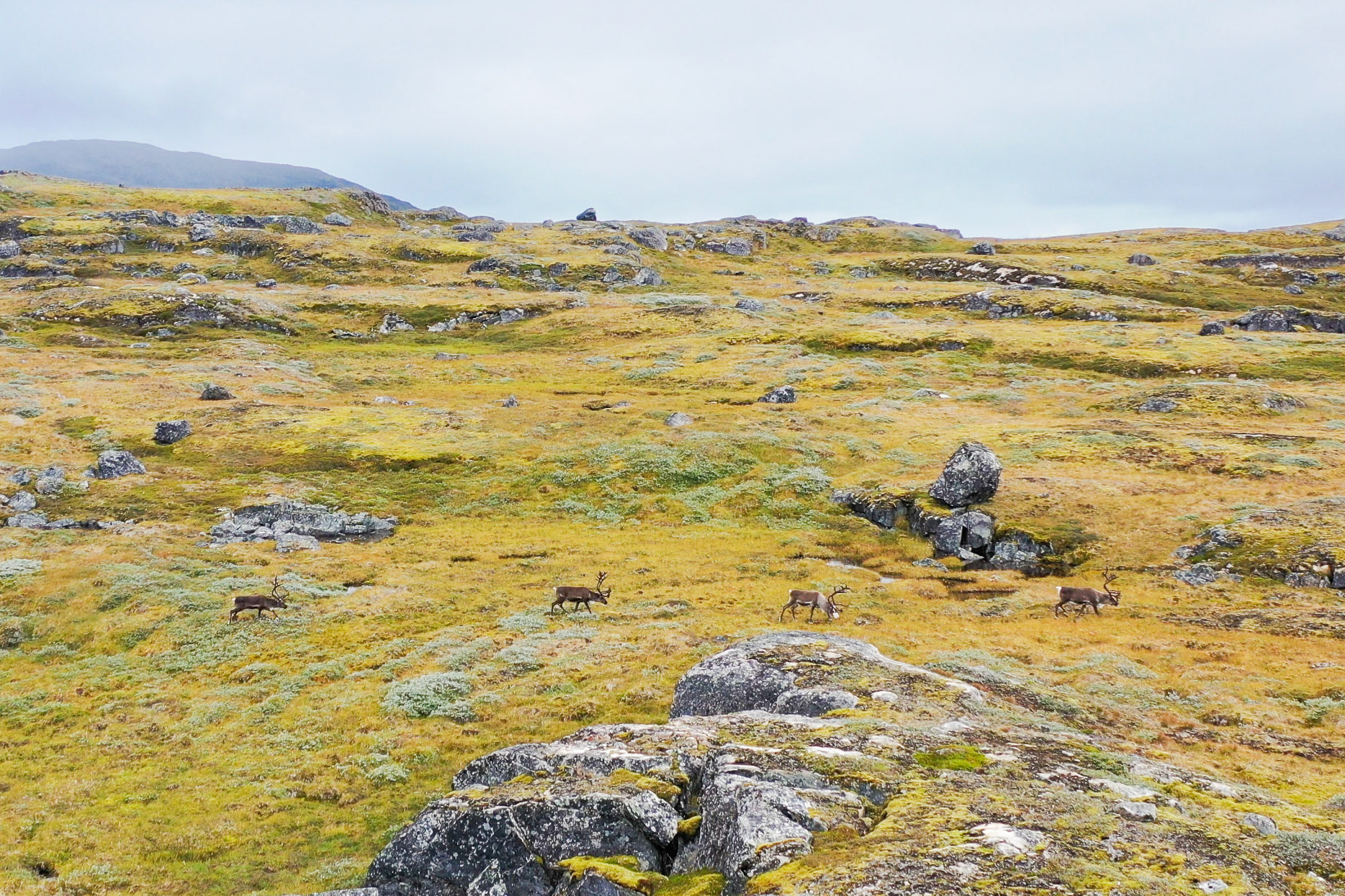 Reindeeer on the mountains. (Stills from drone video)