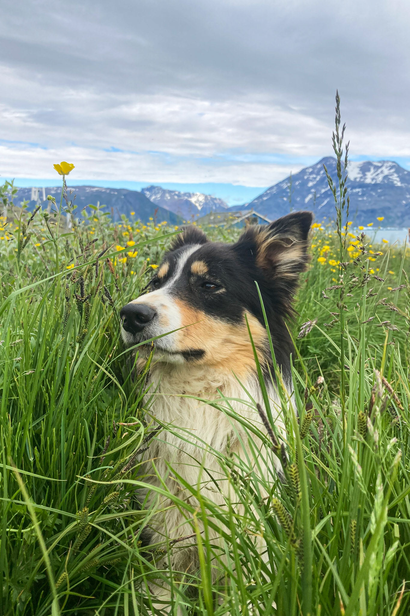 Kaju amongst the meadow. (Taken on my phone)
