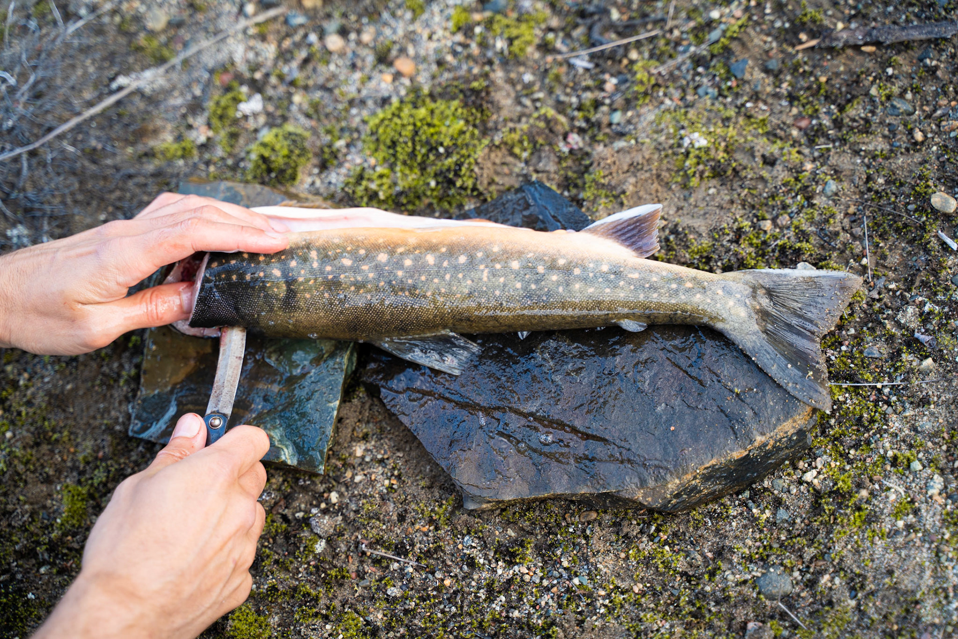 Eqaluk being fileted by David.