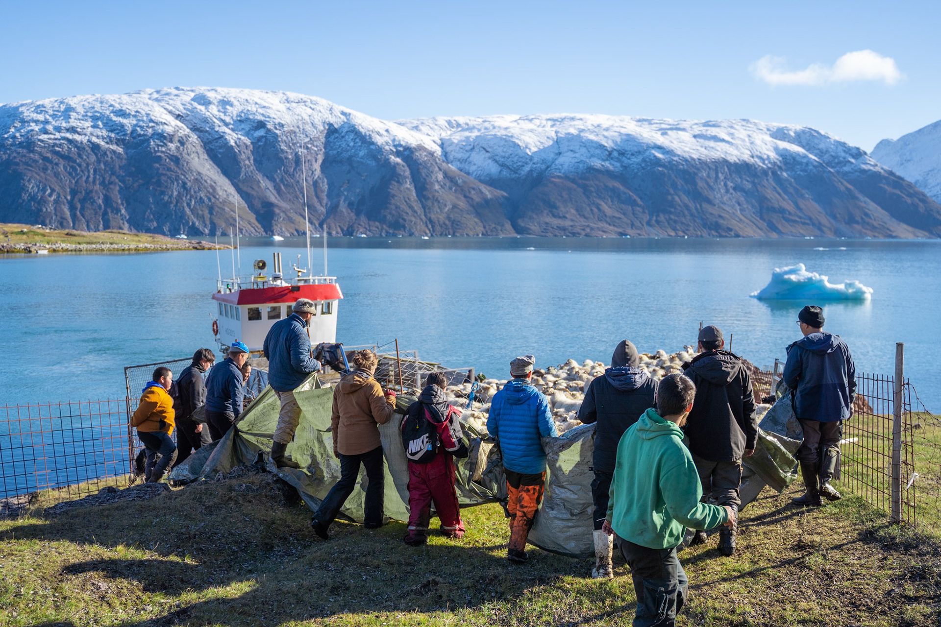 Kitaa herding group collecting the sheep onto the ferry at Inneruulalik. (Photo by Carson Brown)
