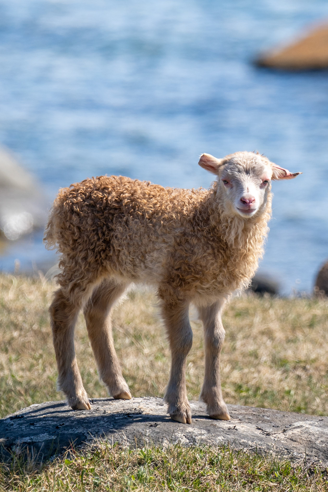 A lamb free-ranging for the summer. The ears are cut specific to Sillisit. All the sheep farmers have different cuts on the sheep's ears, so they can be idntified even if an ear tag breaks or falls off.