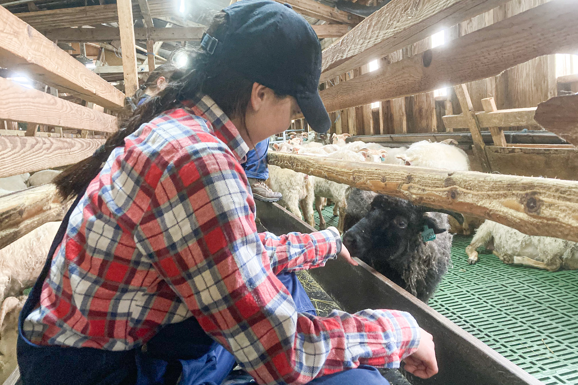 Avioq, Elna and Aqqalooraq's neice who worked during the lambing. (Taken on my phone)