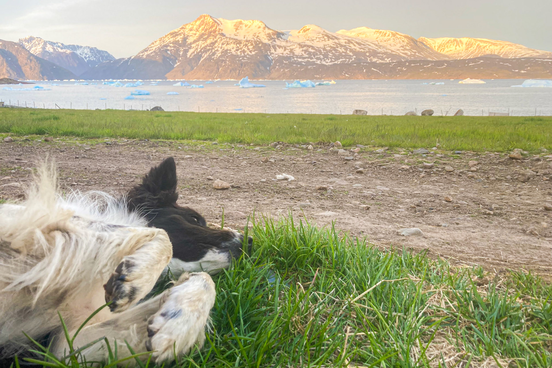 Sometimes it's tiring to be a sheepdog, and you need a nap. (Taken on my phone)
