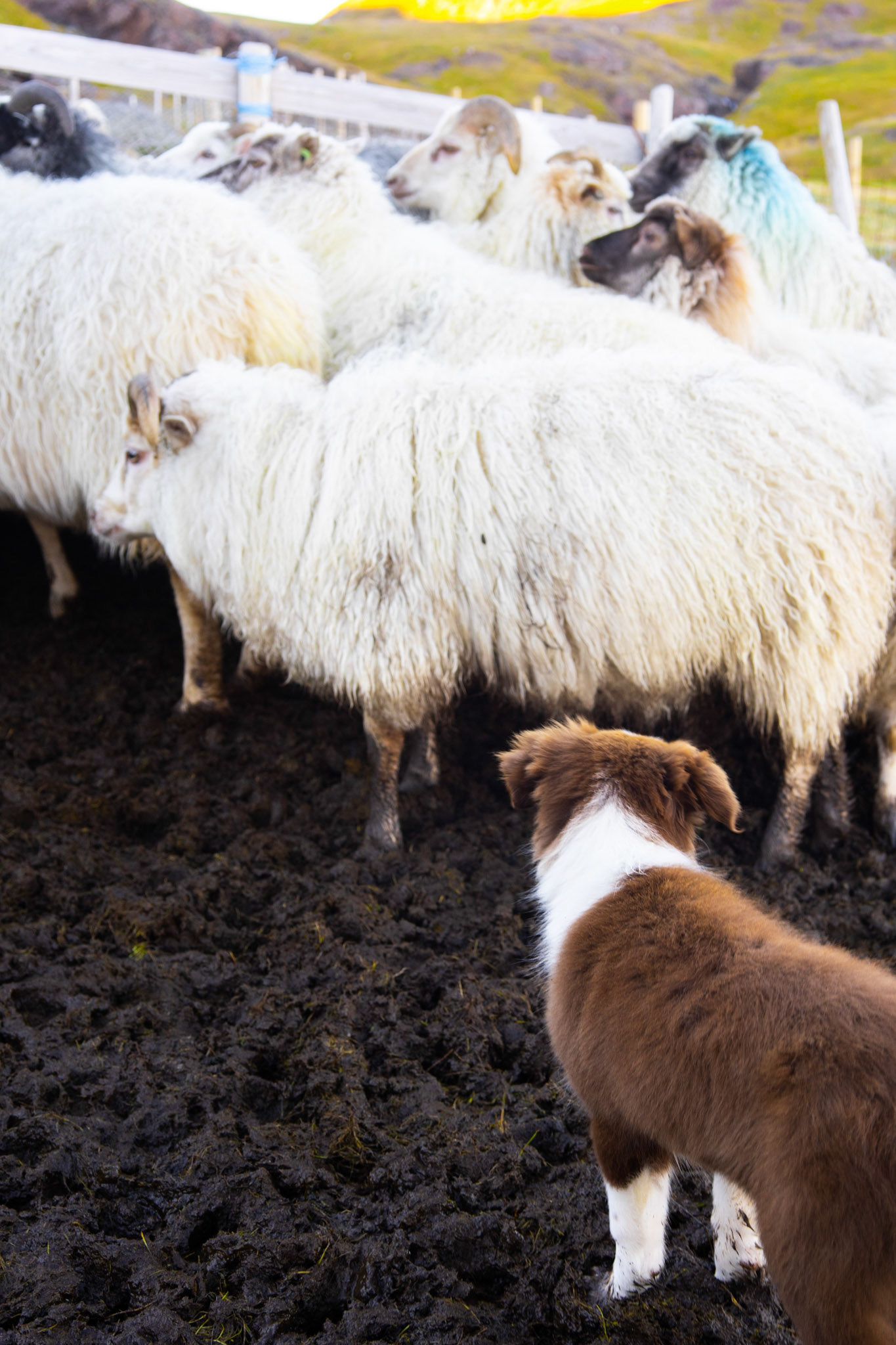 Sheepdog-in-training getting some practice in the pen.