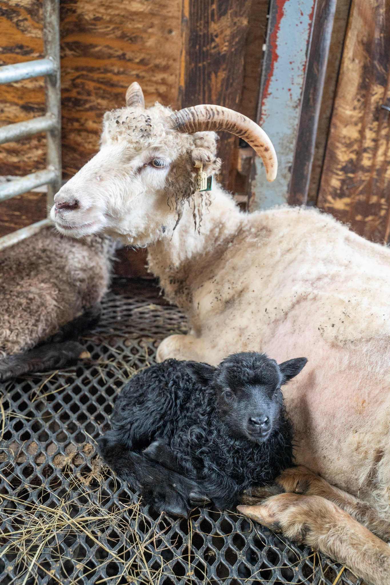 Black lamb with their mom at Sillisit sheep farm.