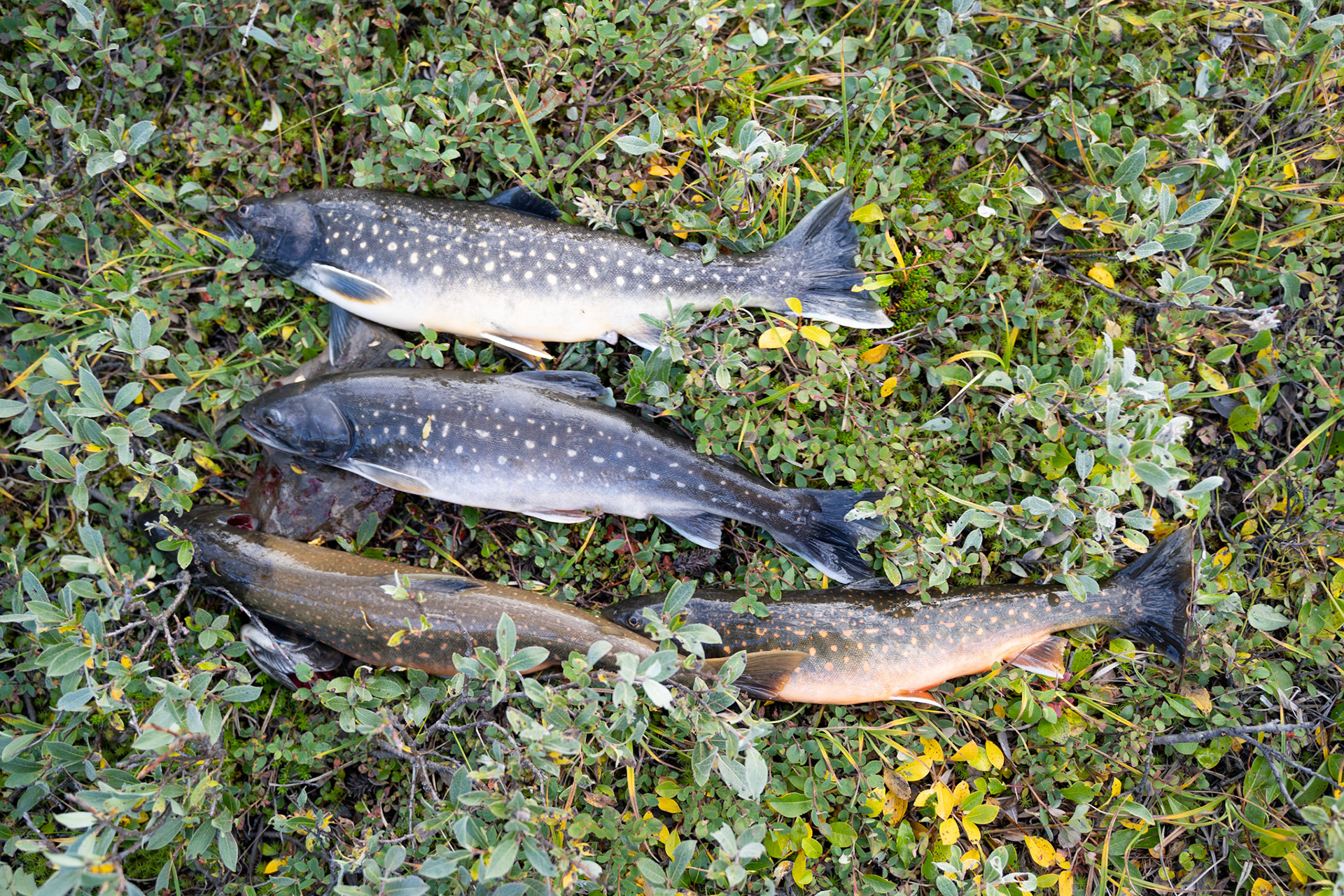 Eqaluit (Arctic char) caught in a waterfall pond near the glacier.