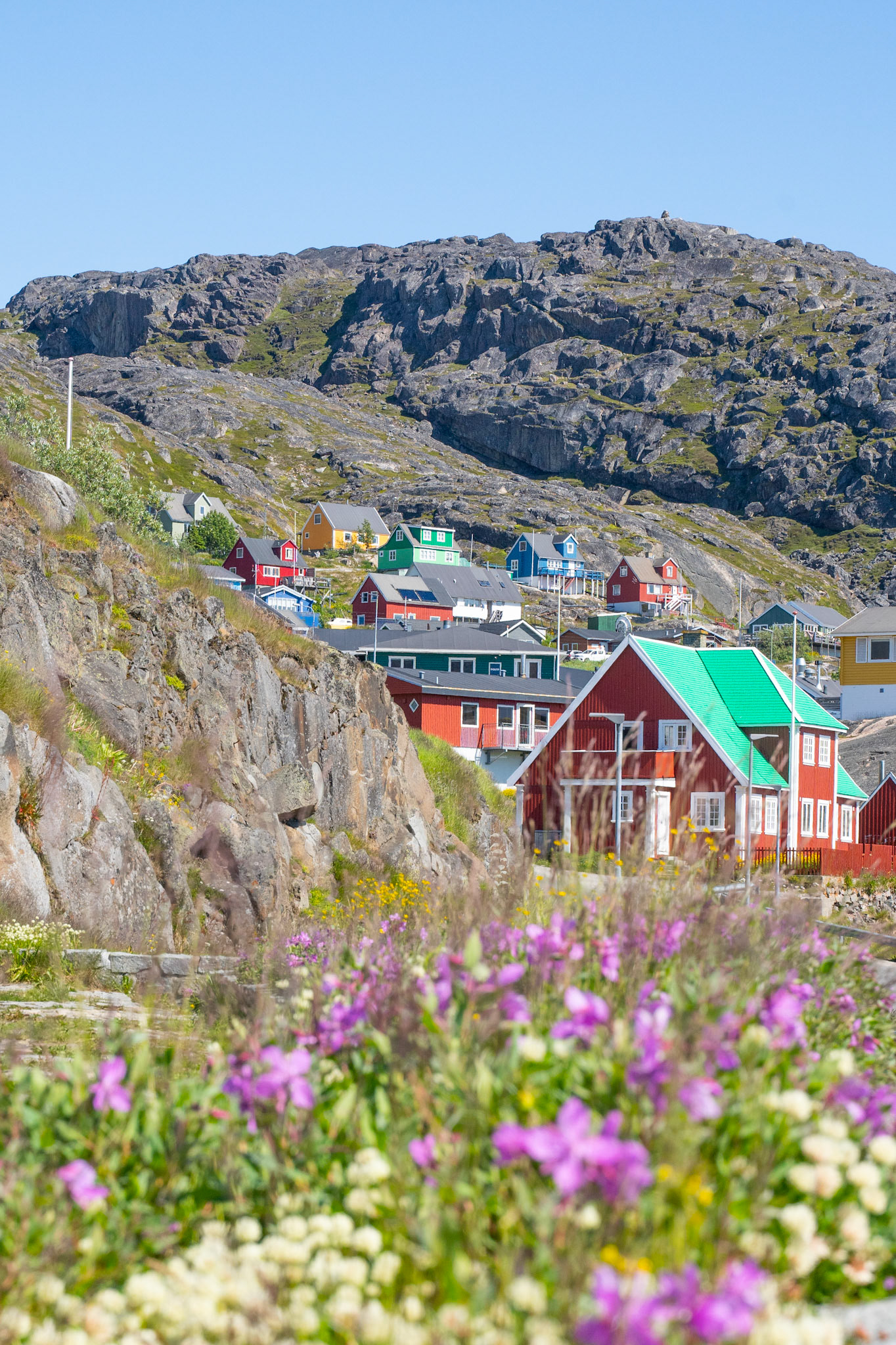 Qaqortoq with river beauty in flower in the foreground.