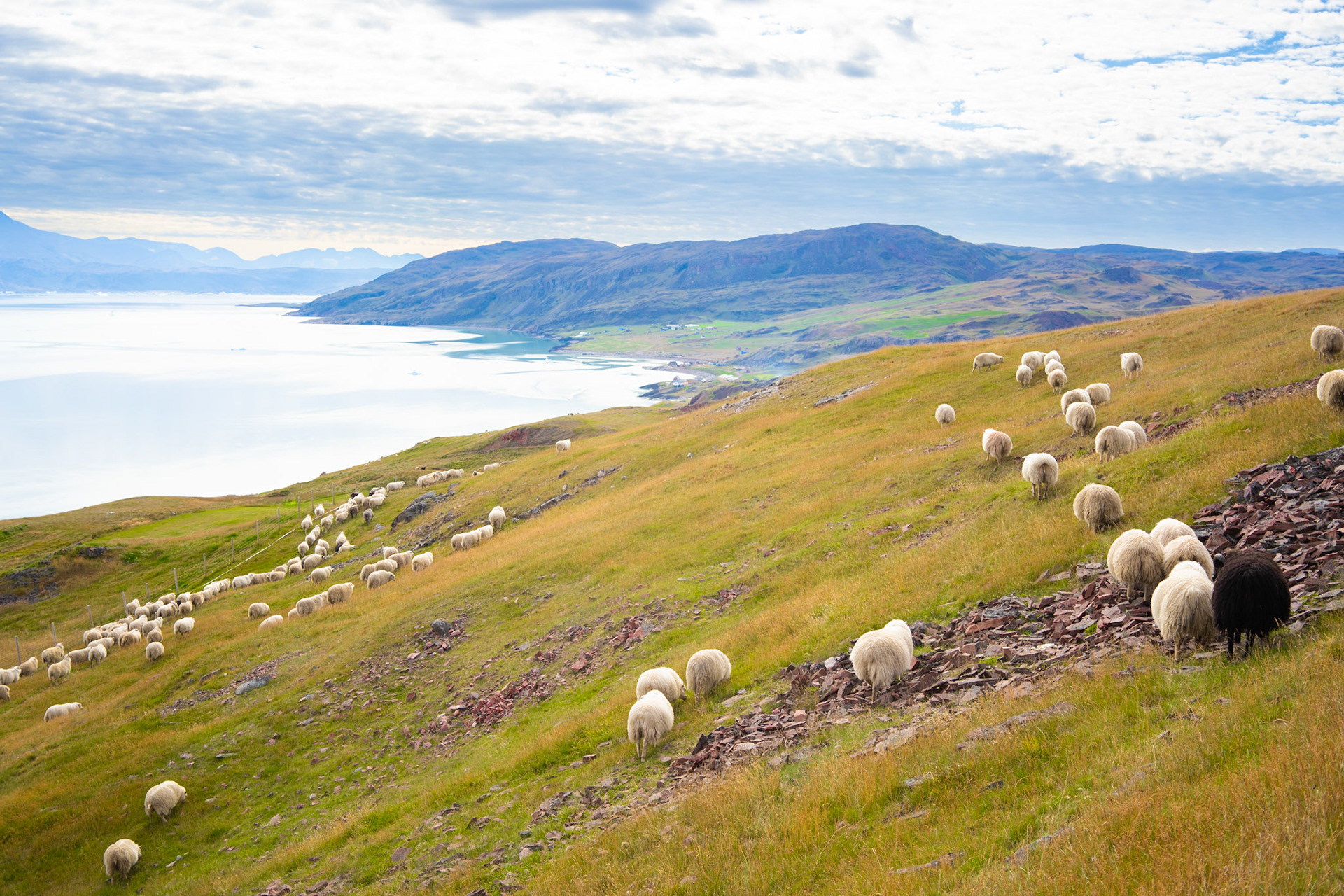 Driving the sheep to Qassiarsuk.