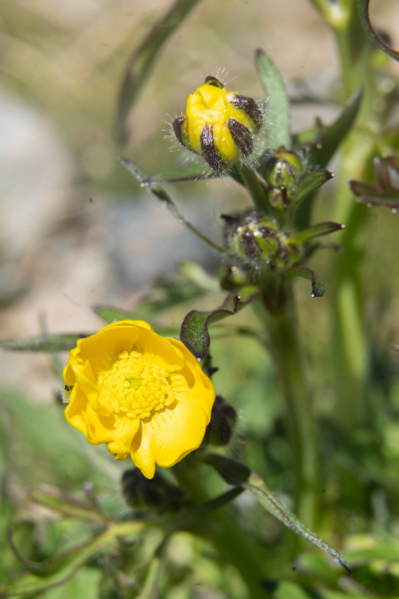 Sungaartuaraq. Ranunculus acris. Meadow buttercup.