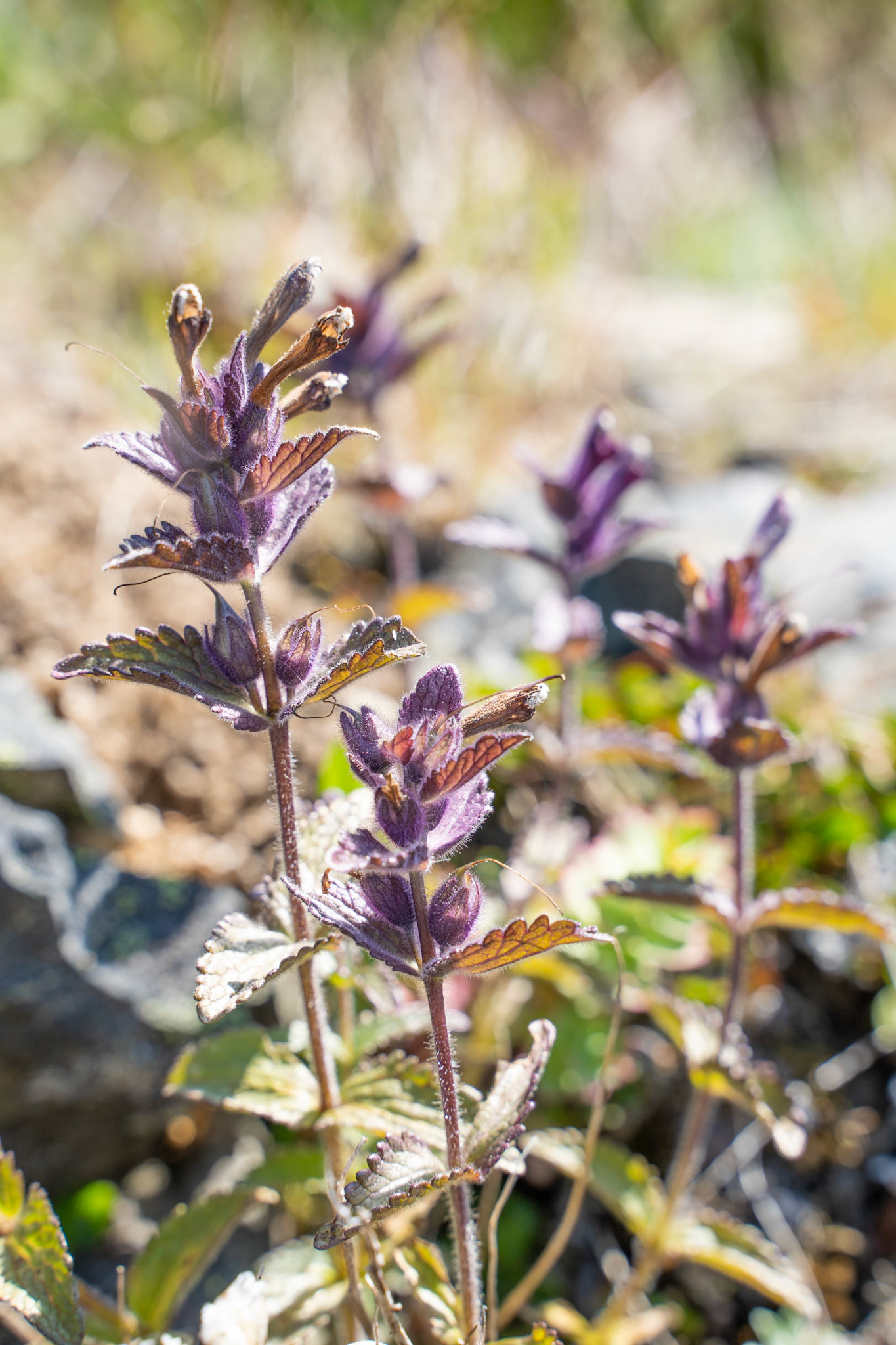 Toornaarsuup nassui. Bartsia alpina. Velvetbells.