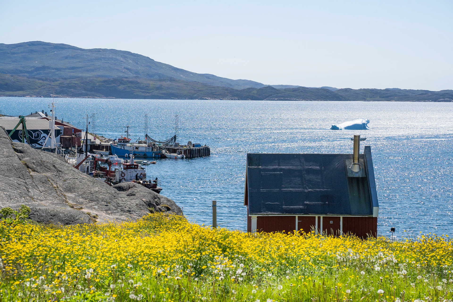 Qaqortoq harbour with meadow buttercup.
