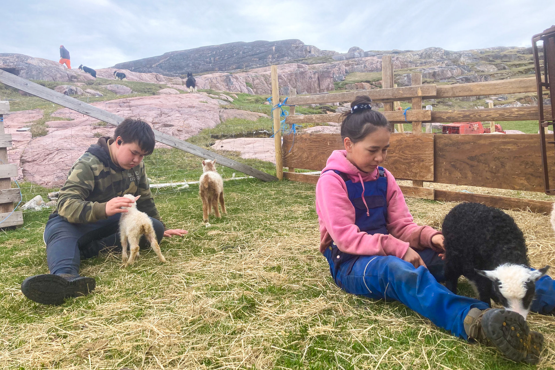 Kim and Kira playing with the bottlefed lambs outside, with Aqqalooraq and the dogs taking some sheep out. (Taken on my phone)