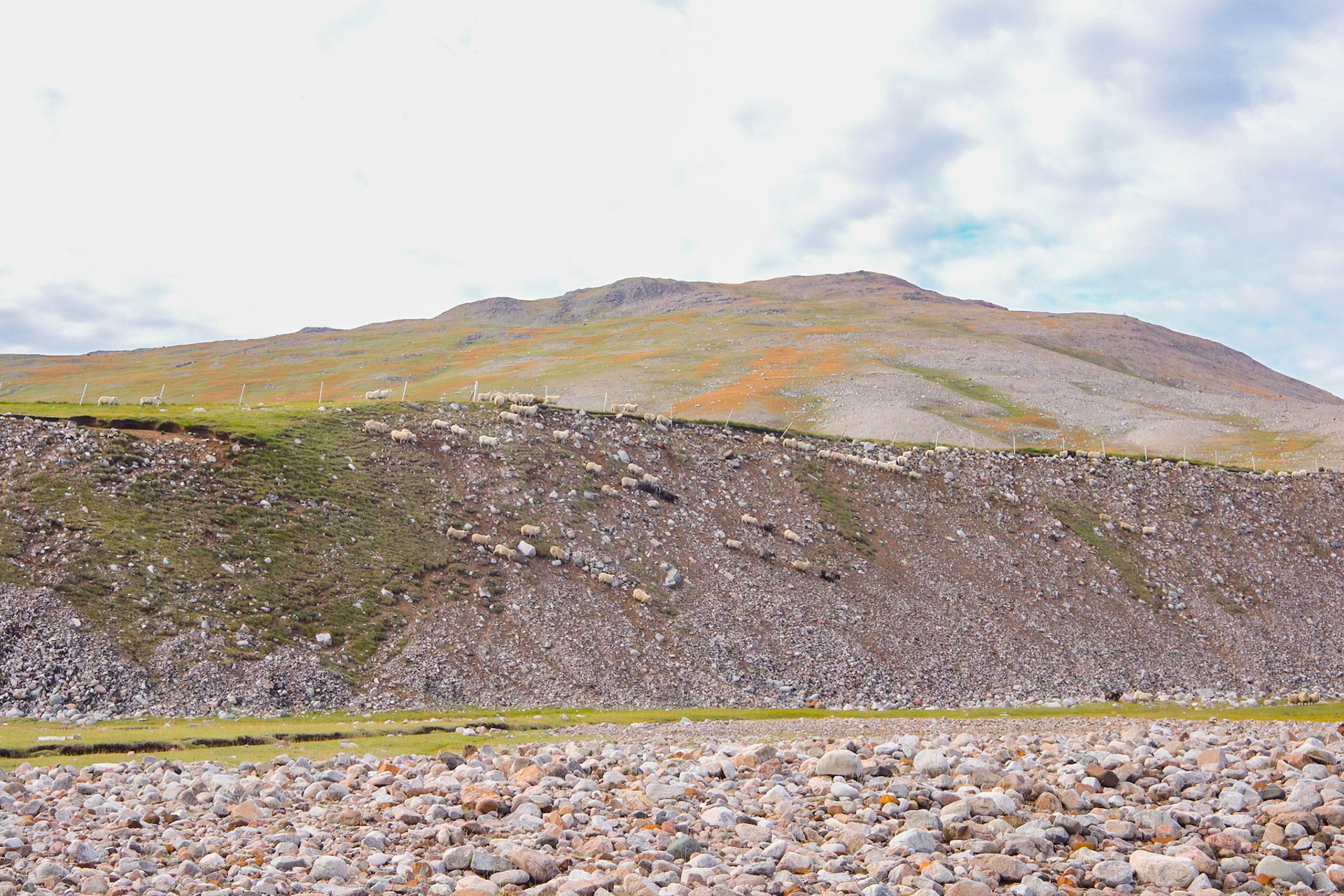 The sheep were pushed towards us from down the mountain before we pushed them towards town. This was our first inkling of the scale of the herding.