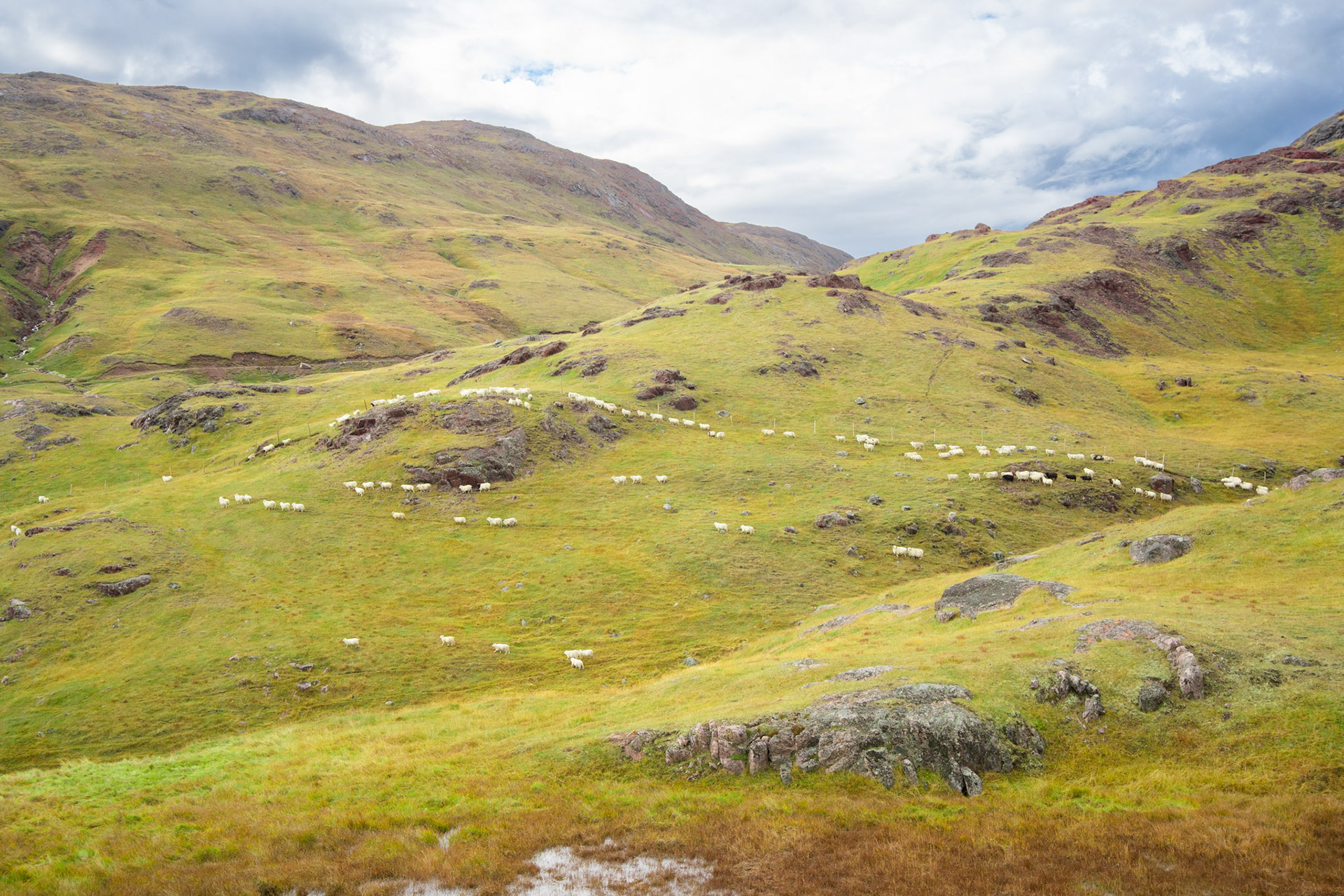 Herding towards Inneruulalik farm.