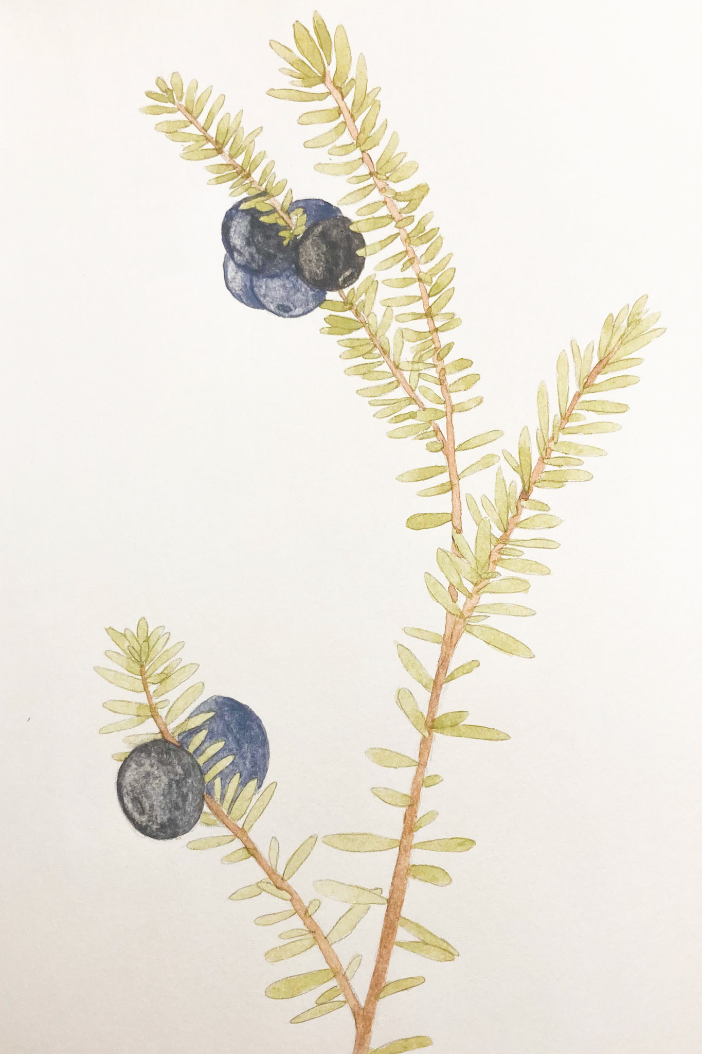 Paarnaqutit. Empetrum nigrum. Crowberry.