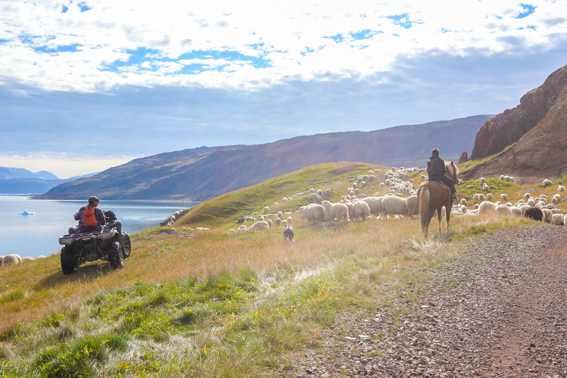 ATV, dog, and horseback, three ways of herding sheep.