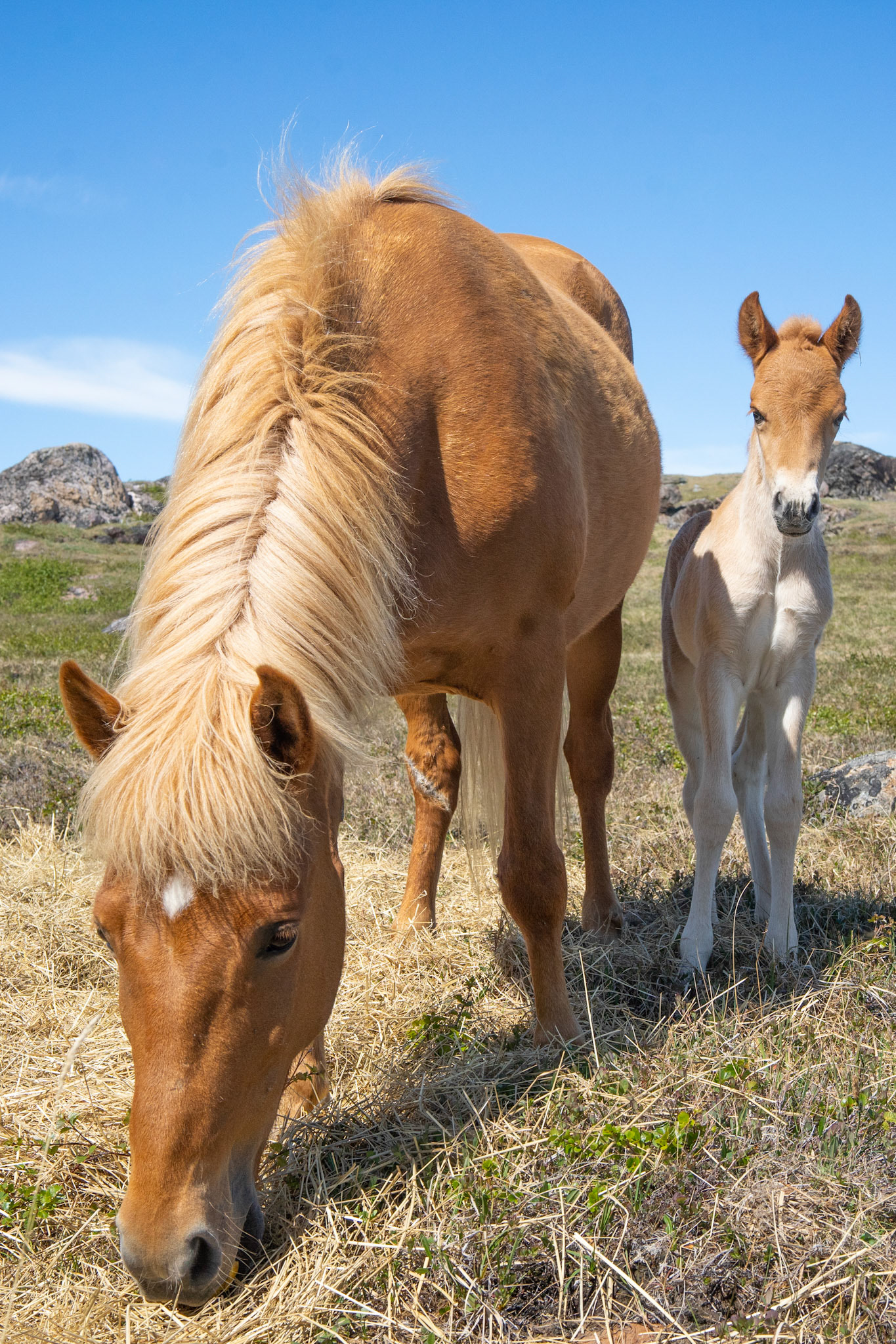 Bella had a foal the day I left Sillisit to go to Qaqortoq for my work with UNESCO. This is Bella and new foal, Bee.