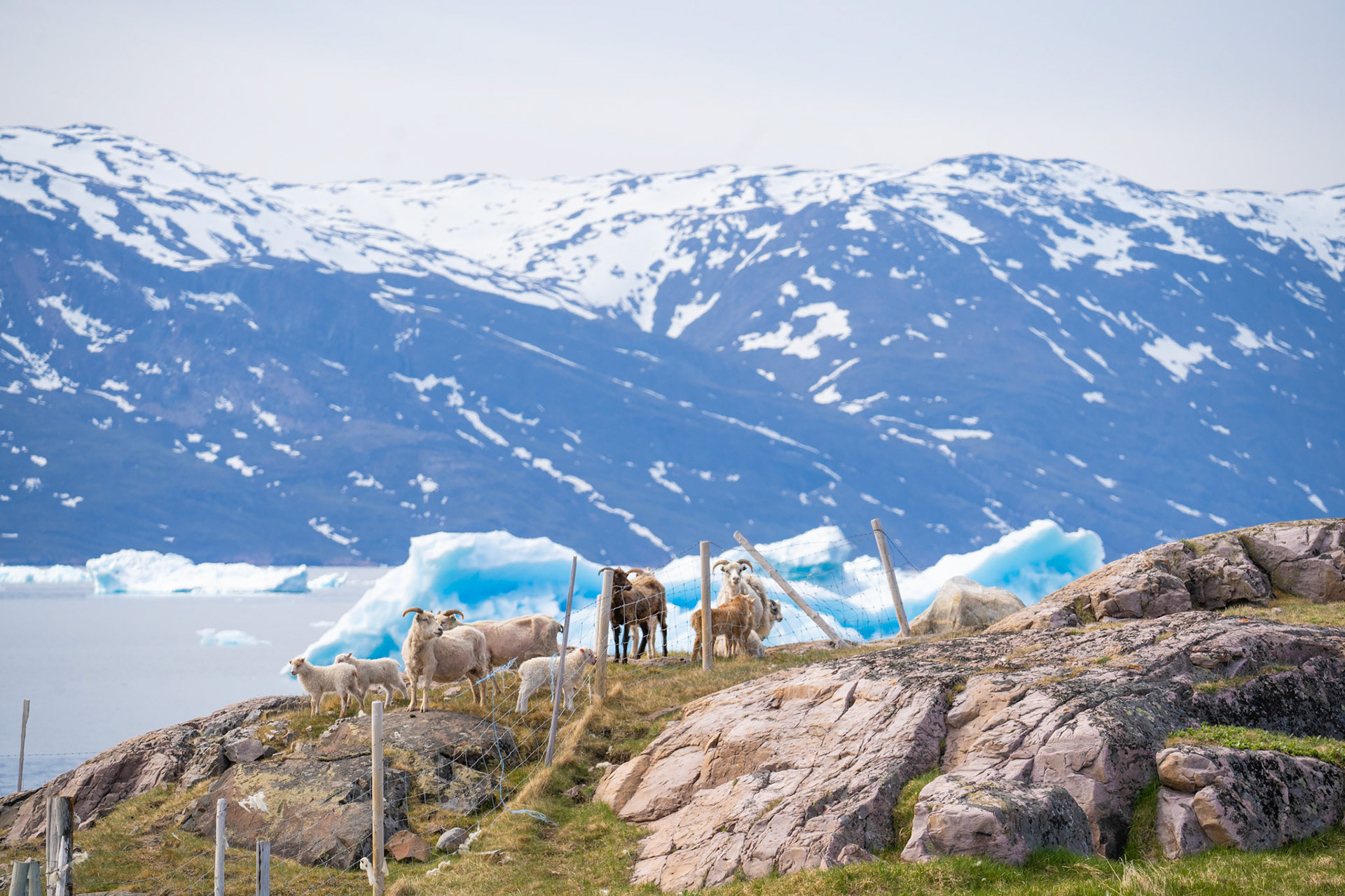 One of the only places in the world the sheep are trying to hop beck INTO the fence! They're searching for a way to break into the hay fields.