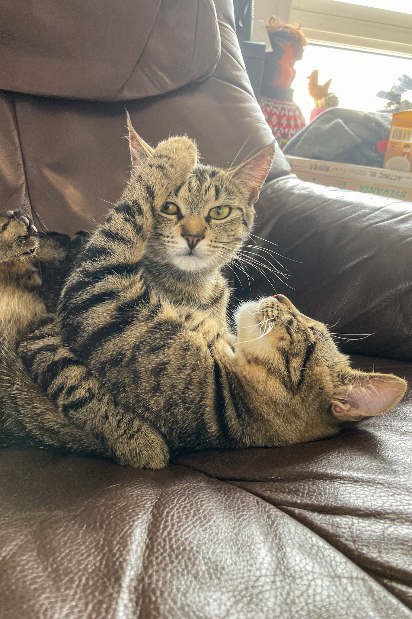 Bean and Chili giving each other some cuddles.