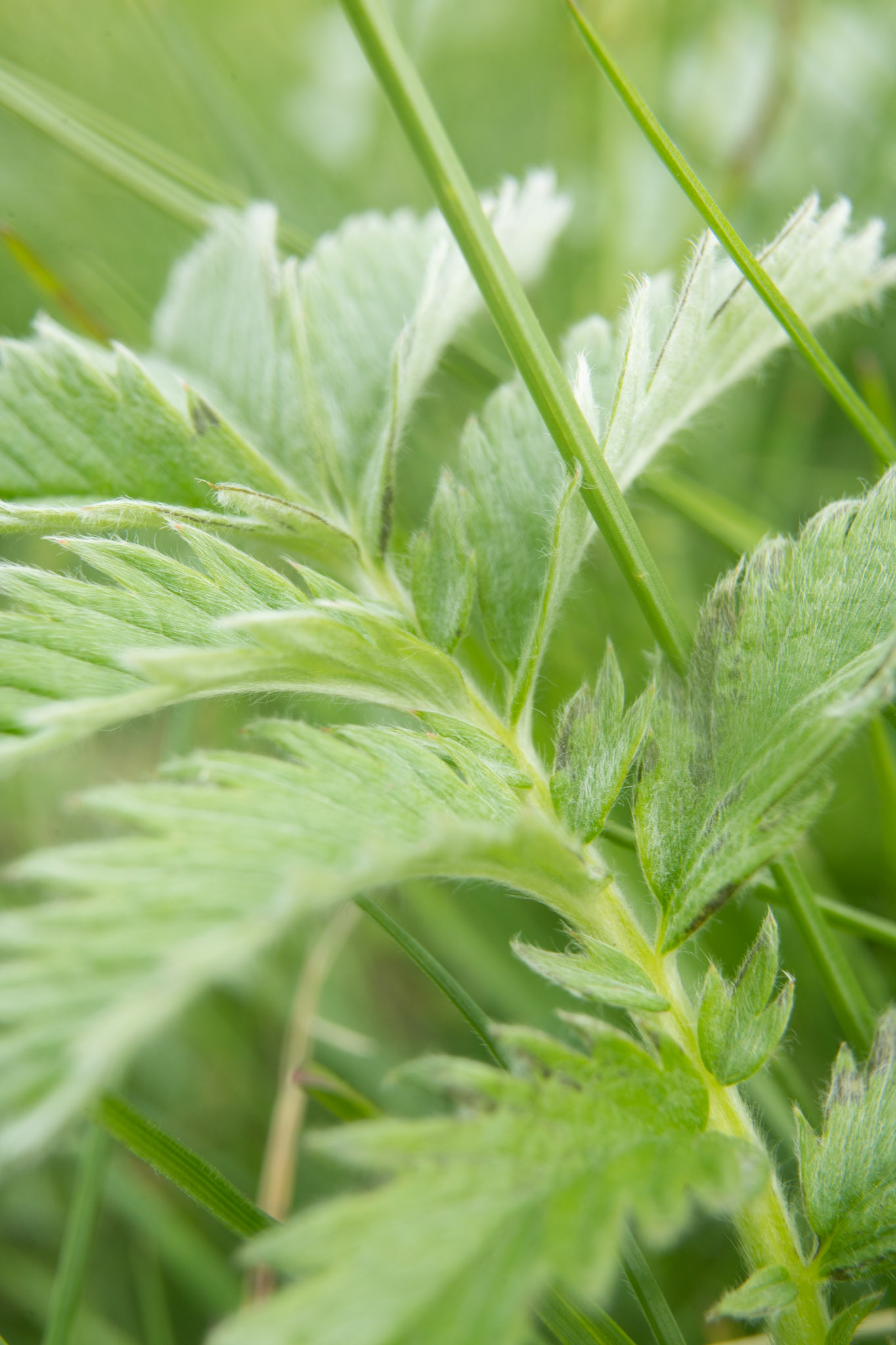 Potentilla anserina. Silverweed.