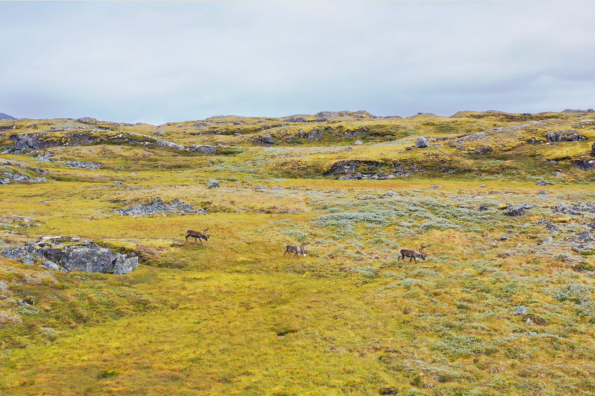 Reindeeer on the mountains. (Stills from drone video)