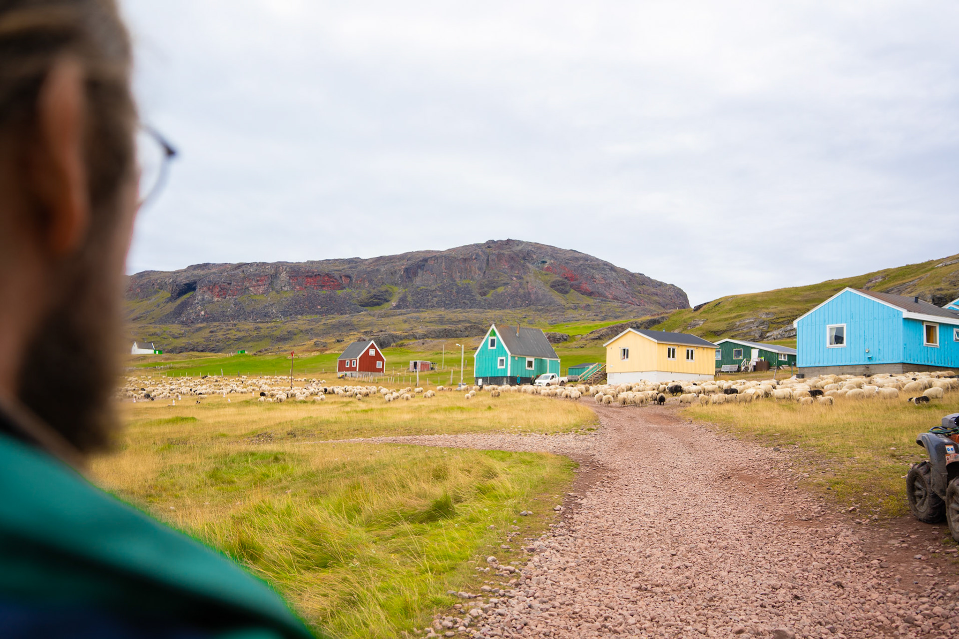 Carson in foreground as we all take the sheep through the town of Qassiarsuk down the main road to the pen on the other side. The pen is used for the sorting.