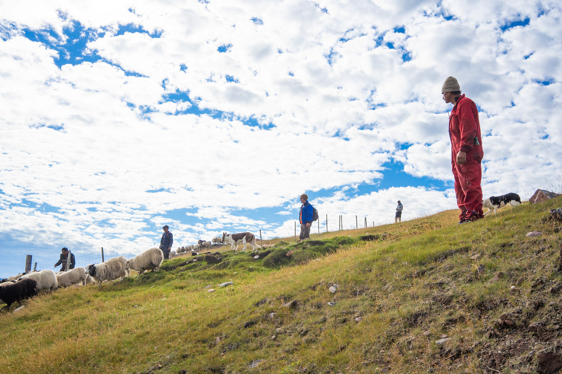 Kilaasi, Aaqqioq, Ivik, Mike, and Nukassi herding. The farmers in the Qassiarsuk herding group.
