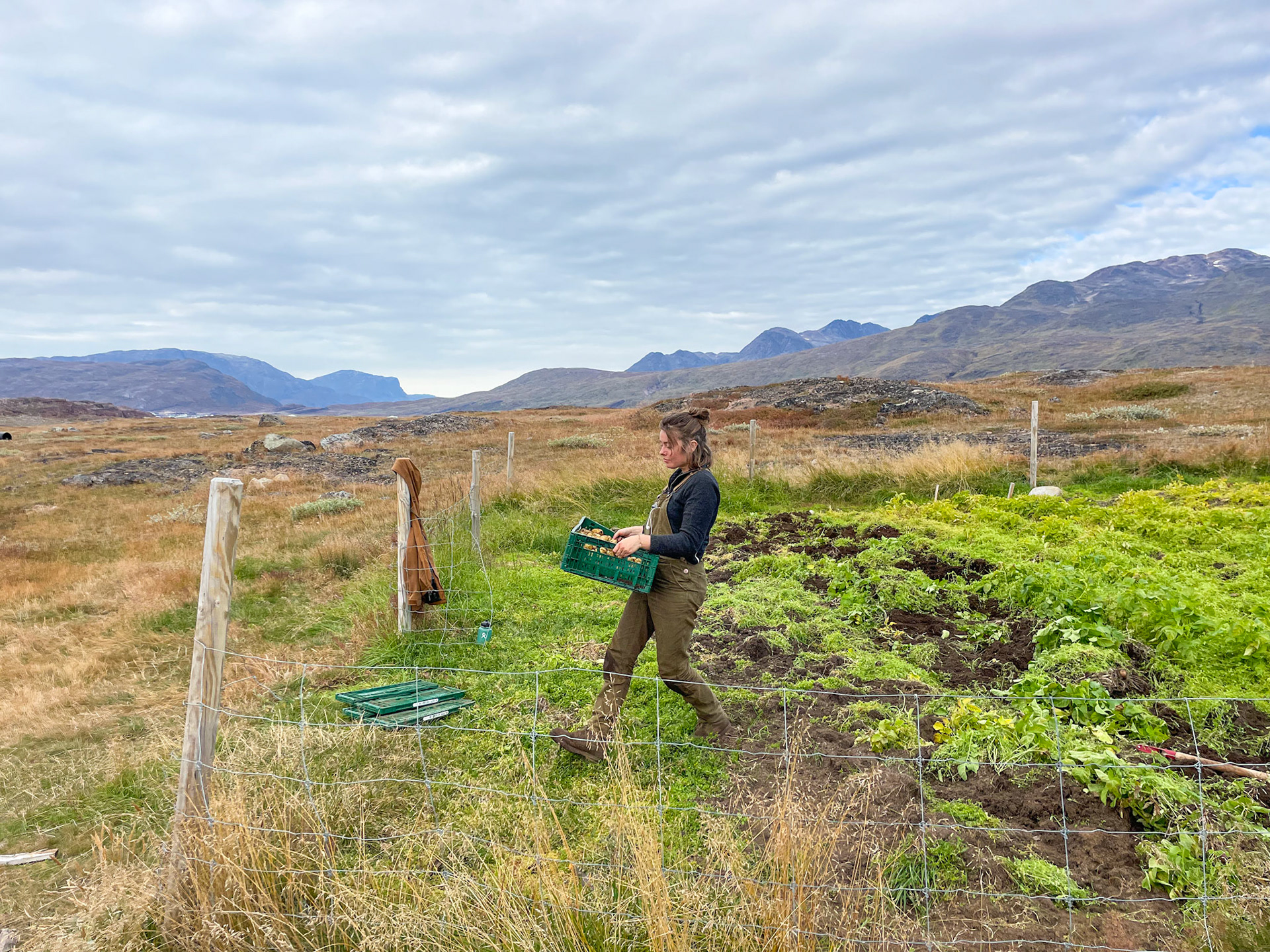 Helped harvest the potatoes at Tasiusaq during one of the non-herding days. (Photo by Carson Brown)