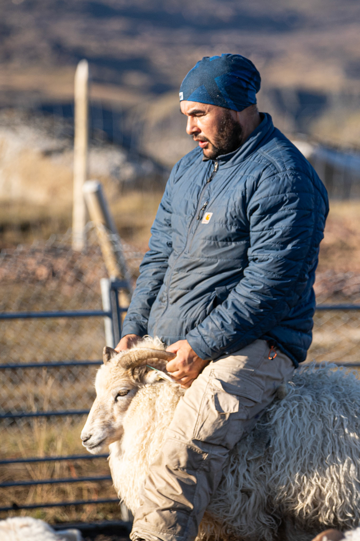 Aqqalooraq moving an ewe. (Photo by Carson Brown)