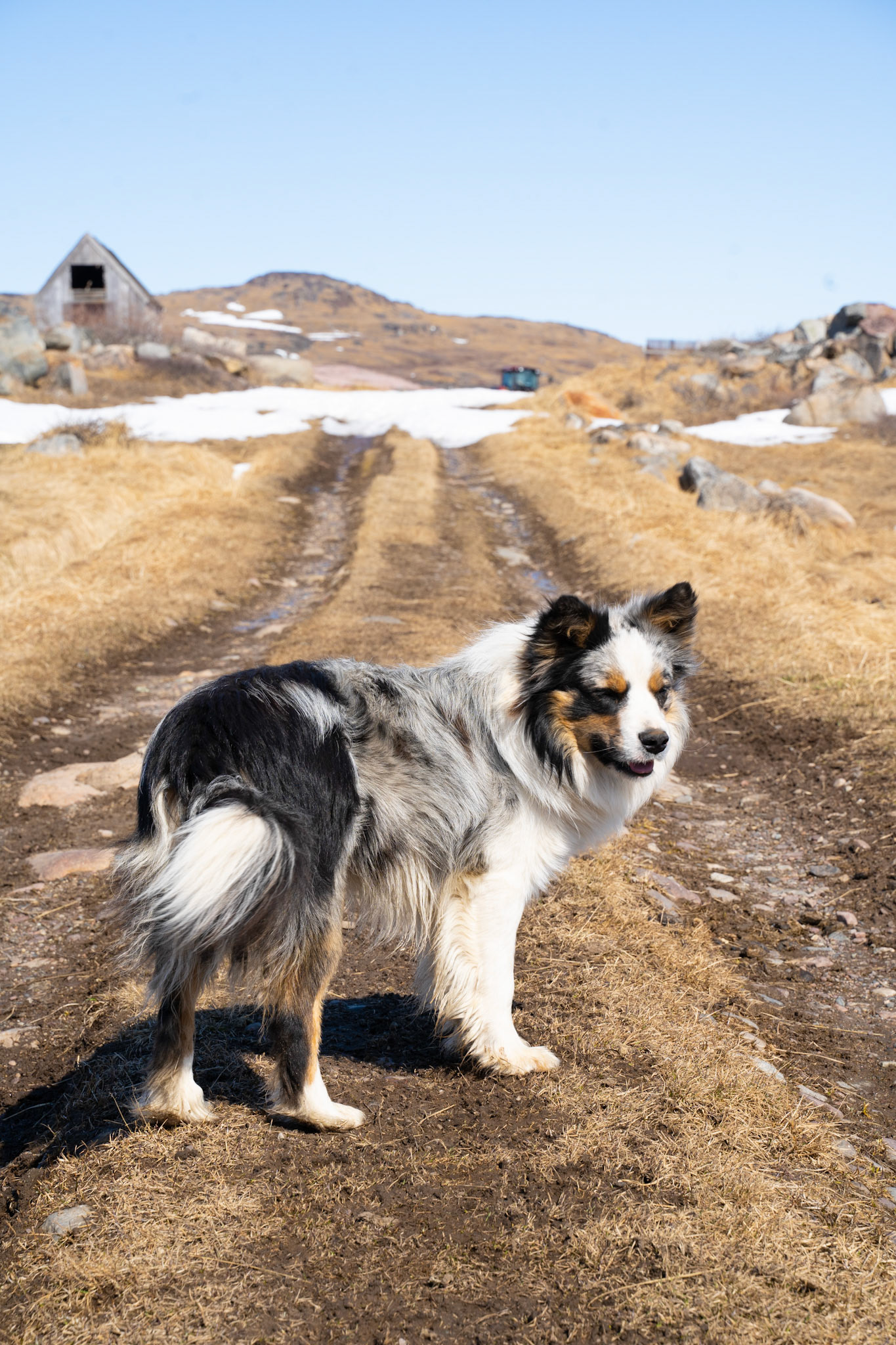 Bomba, Aqqalooraq's parents' dog, protector of chickens.