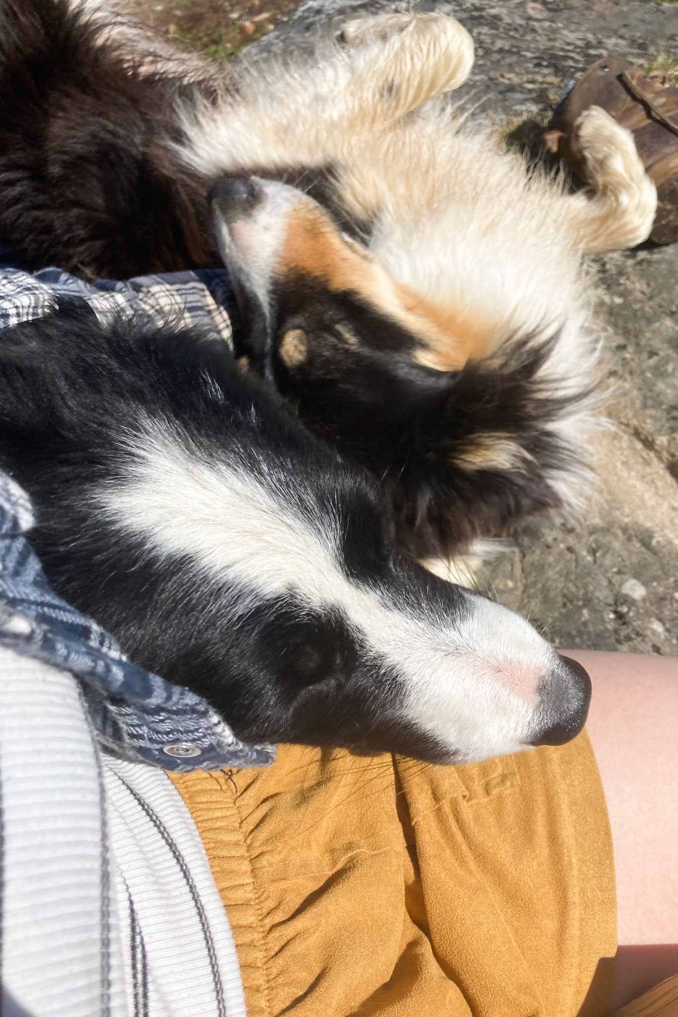 I think the pups missed our afternoon hangout. Ben and Kaju making up for lost time on the cuddle front. (Taken on my phone)