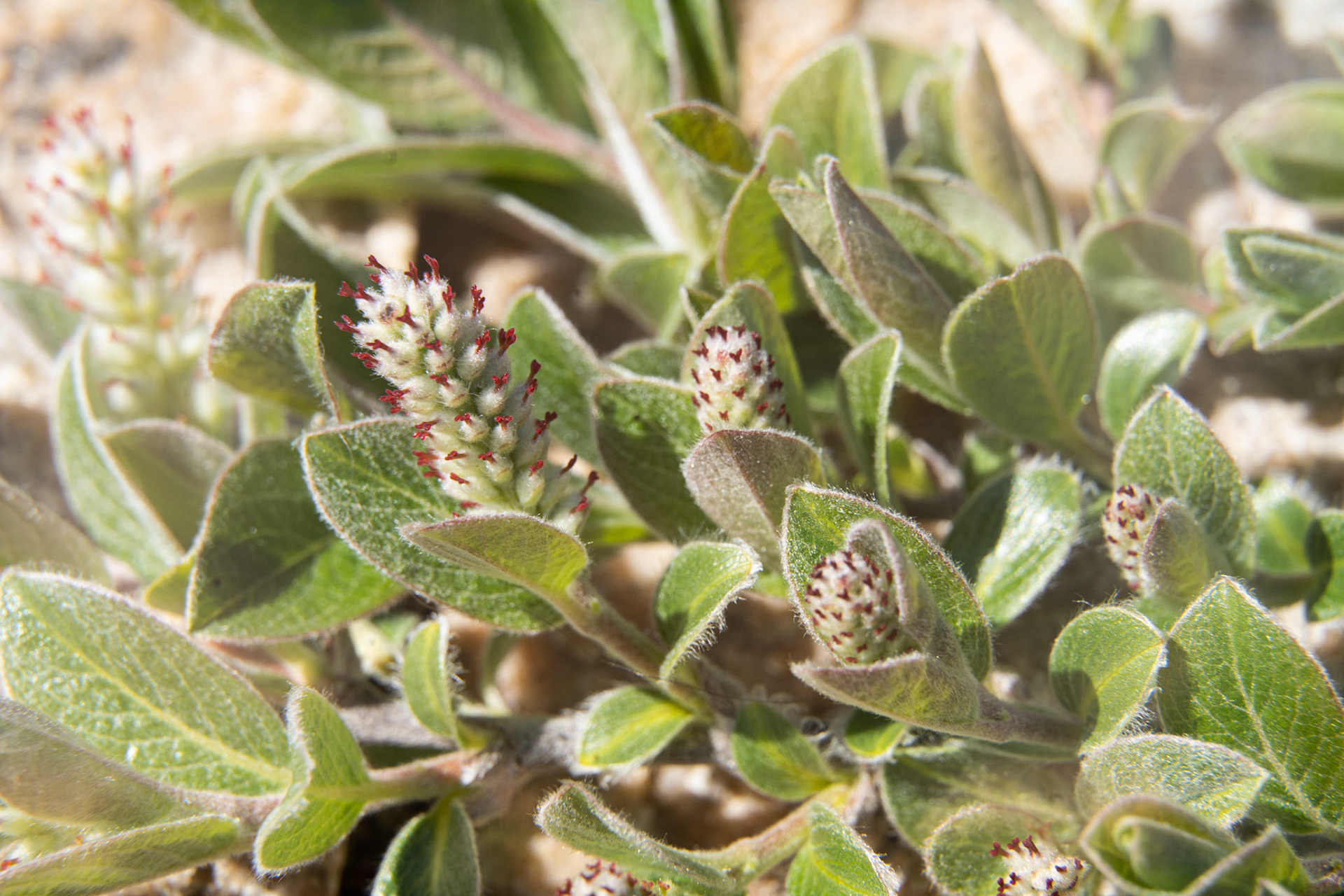 Beautiful willow which grows all over the place. Particularly good for tanning skins.