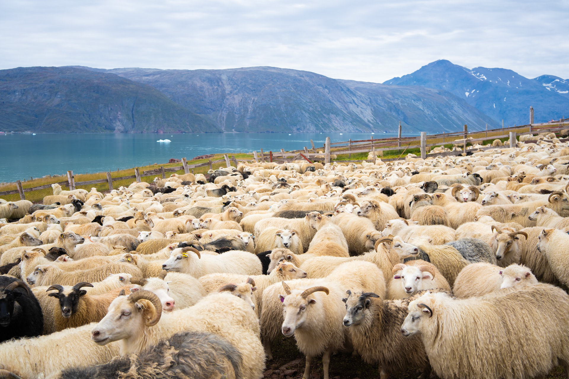 The sheep in the pen, waiting to be sorted.