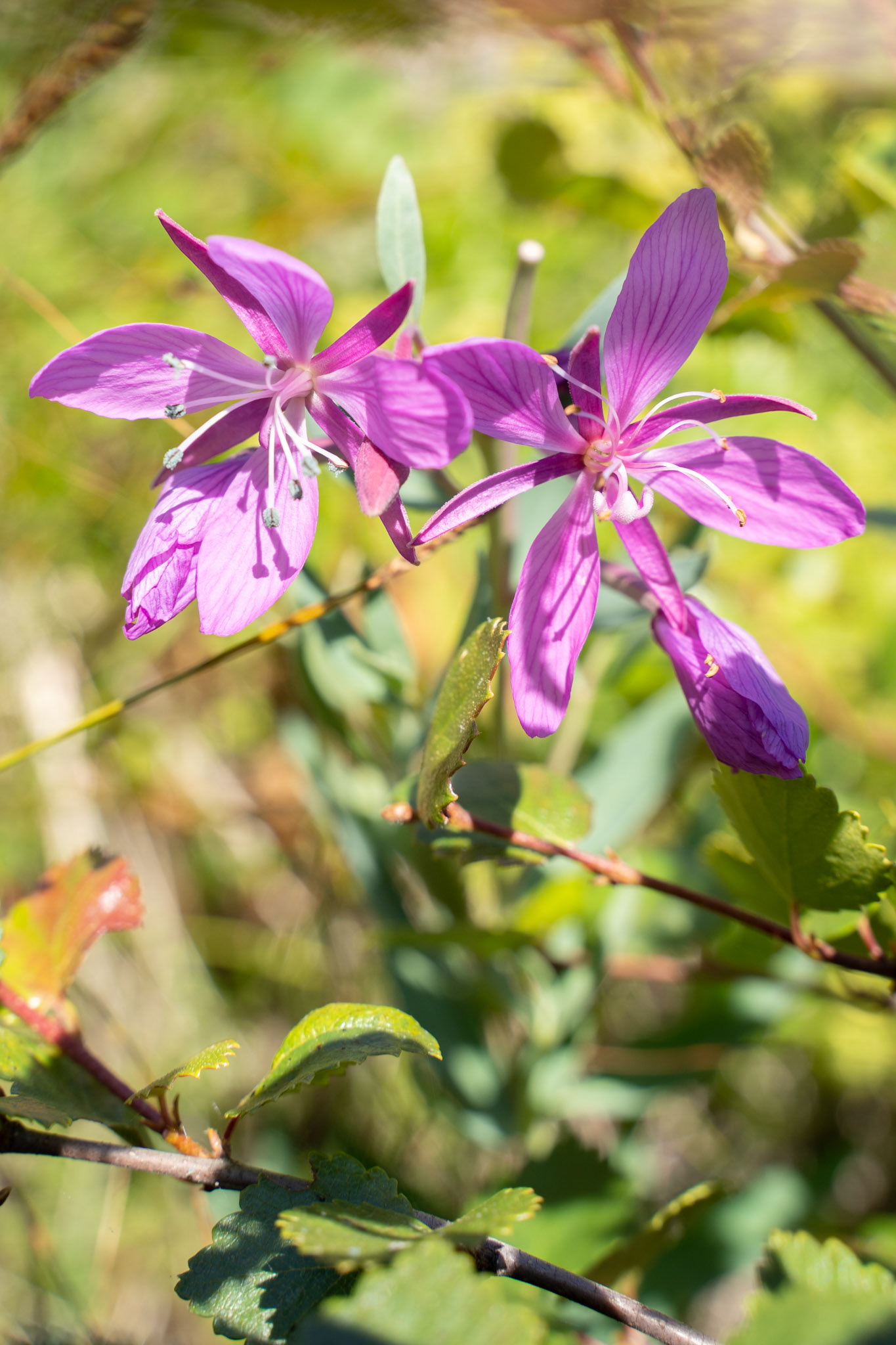 Niviarsiaq. Chamerion latifolium. River beauty. The kalaallisut name translates to "young girl." The national flower of Greenland.