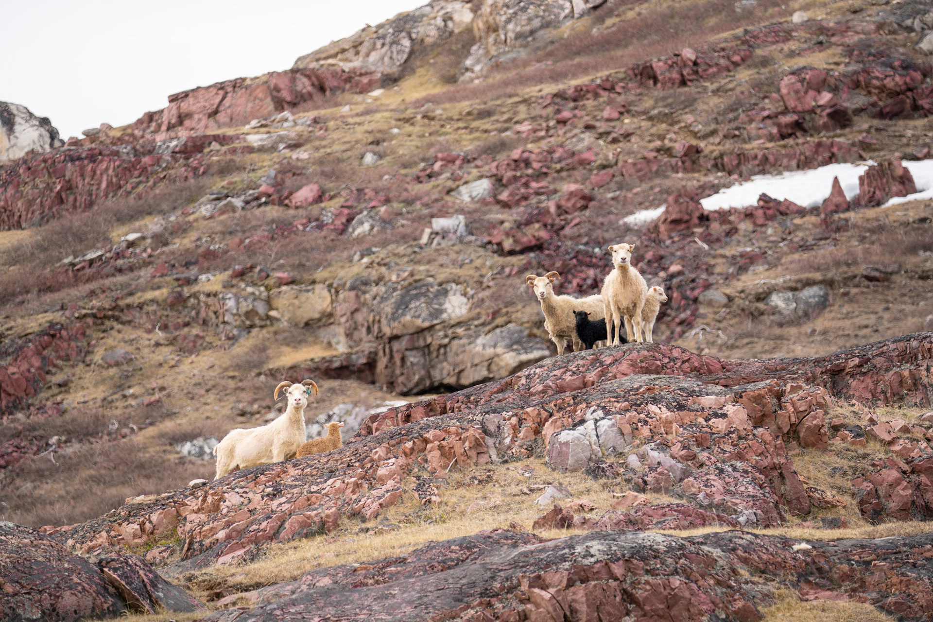 Some sheep and lambs on the first day of releases! Off to enjoy the summer.