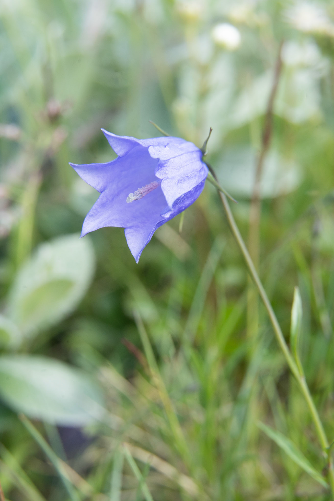 Tikiusaaq. Campanula rotundifolia. Harebell. Edible and sweet, the flower is put on salads and eaten as a snack, or dried for tea.