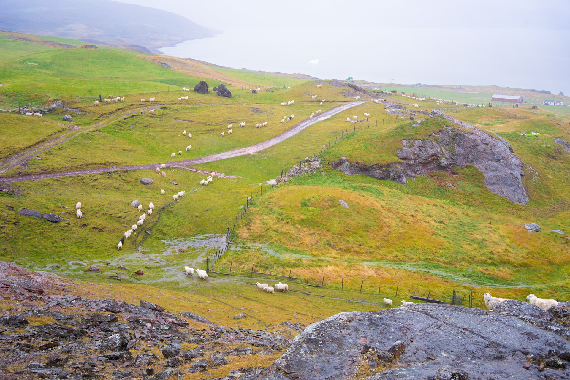 Herding towards Inneruulalik farm.
