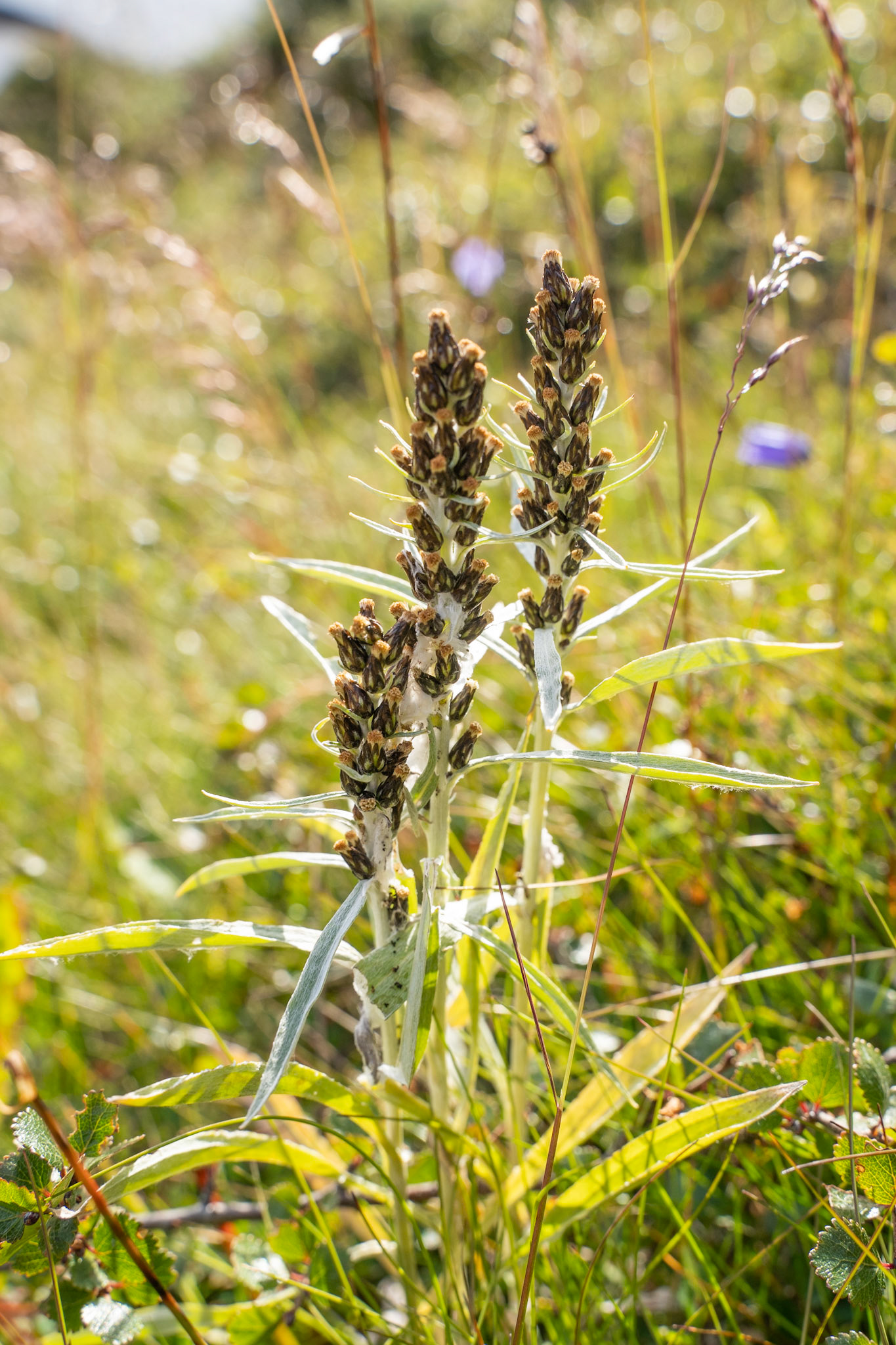 Omalotheca norvegica. Highland cudweed.