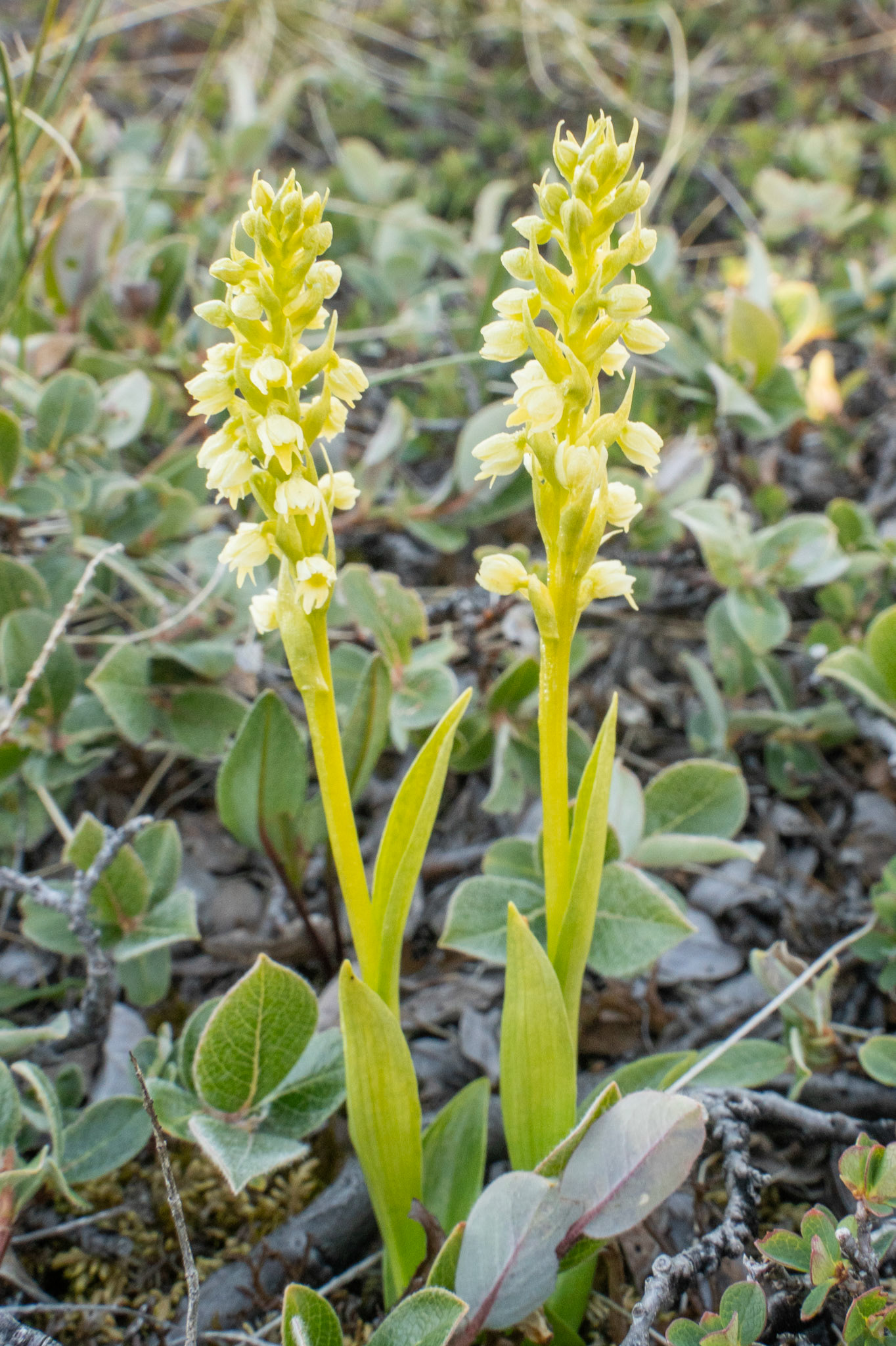 Isigammaasat. Pseudorchis straminea. Small-white orchid in Narsarsuaq.