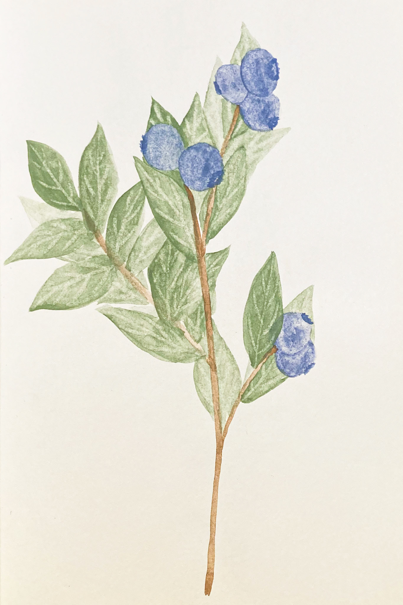 Kigutaarnat. Vaccinium uliginosum. Arctic blueberry.