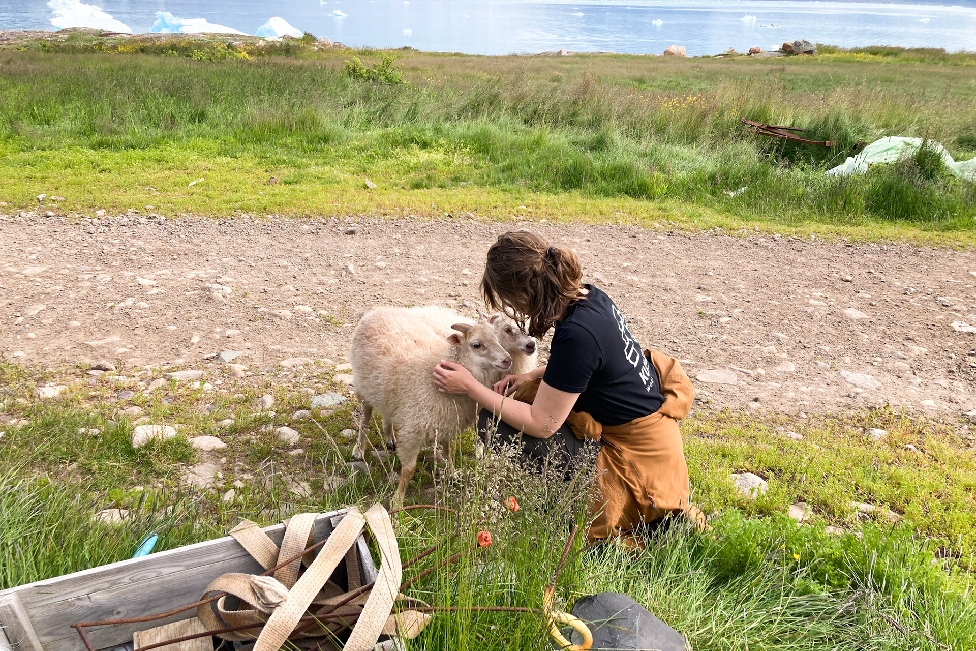 Ma and I went to Sillisit for Kira's birthday kaffemik. Here's me saying hello to Blossom and Niniu. (Photo taken by Judy)
