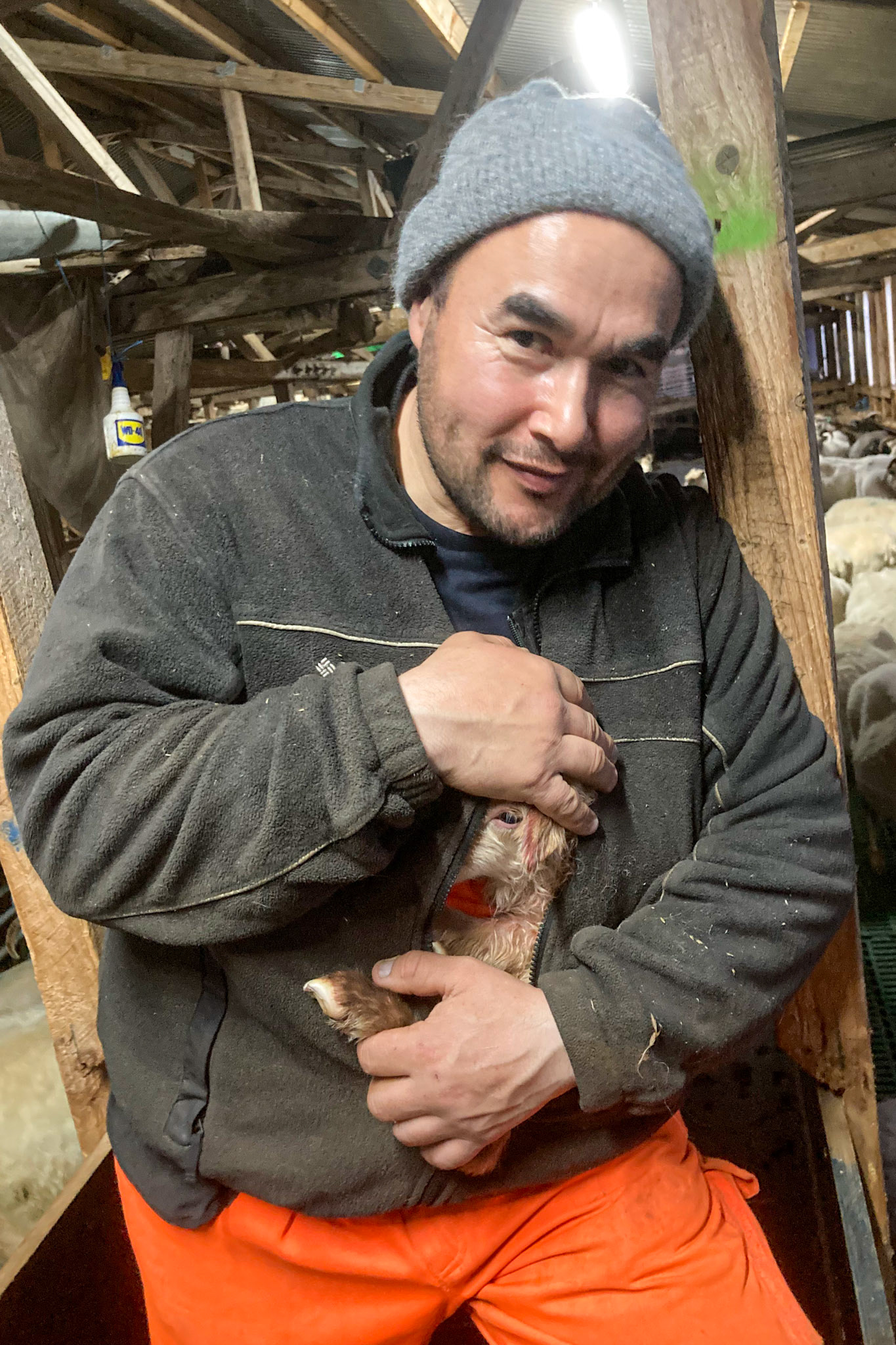 Aqqalooraq keeping a newborn lamb warm before trying to get her adopted by a new mom. Lambs have to be covered in the adoptive mom's fluids to have a chance to be accepted. Lambs that can already walk (and may try to run away frrom their new mom) have their legs tied and are wrapped around their adoptive sibling to increase their chances of acceptance. Unadopted lambs are raised as 'bottlefeds' by the farmers. (Photo taken on my phone)