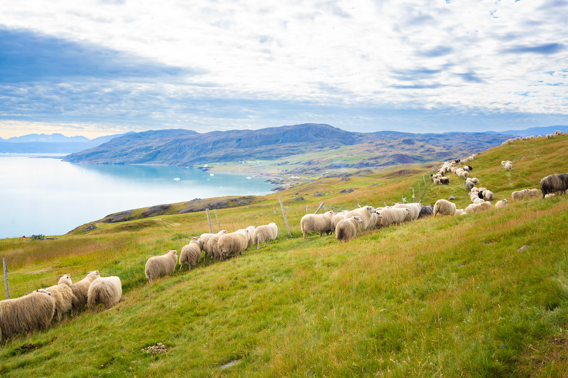 Driving the sheep to Qassiarsuk.
