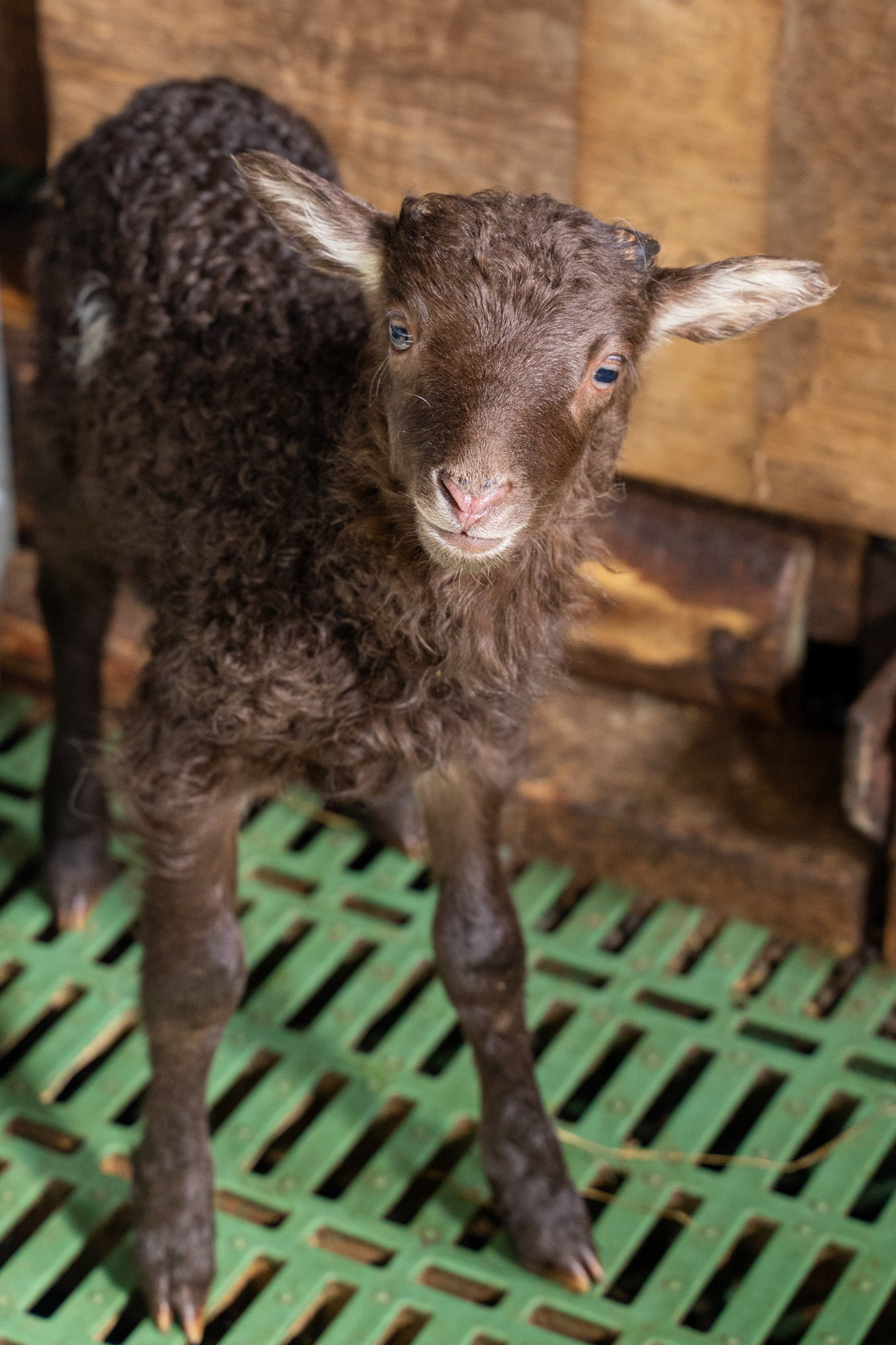 Brown lamb at Sillisit sheep farm.