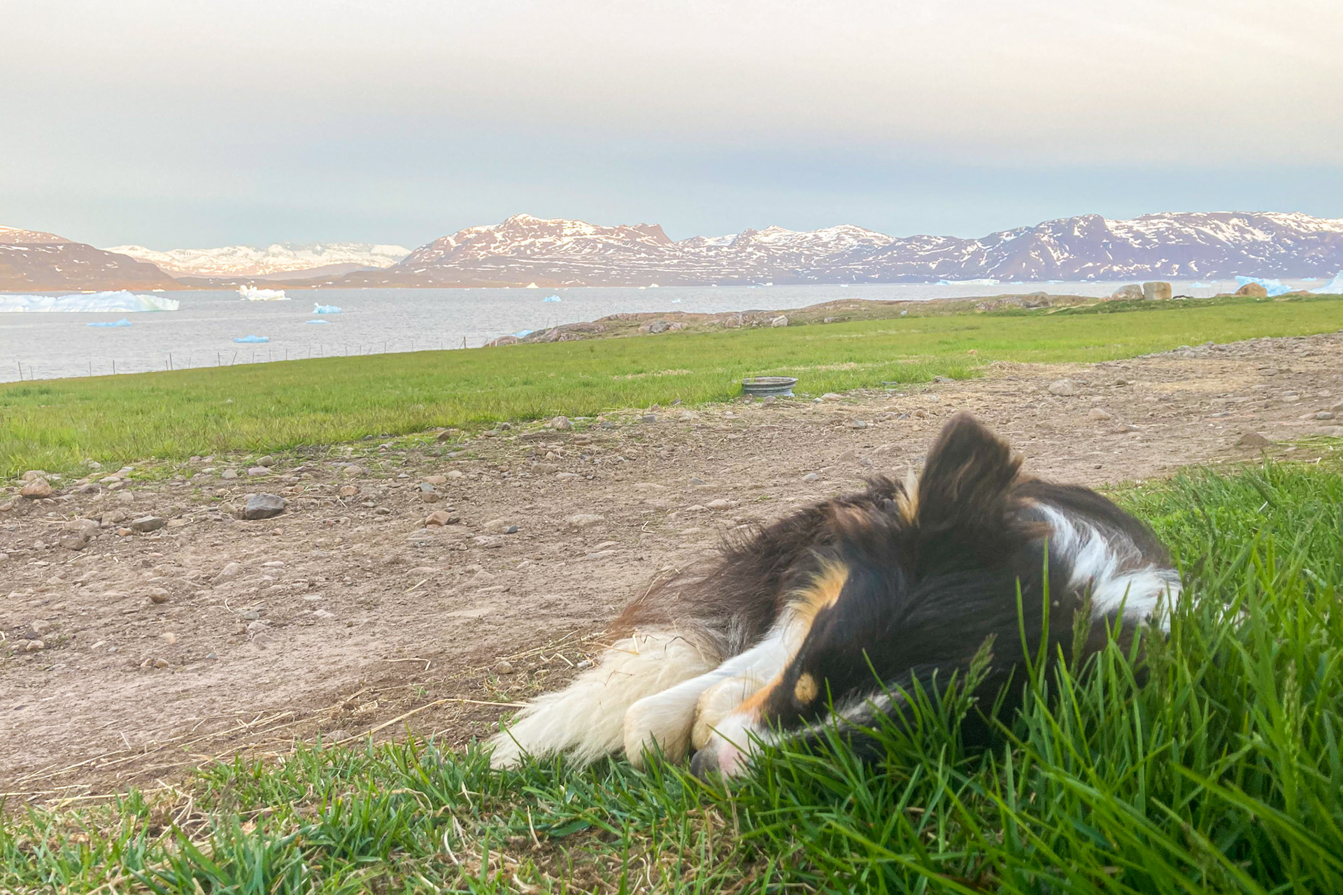 Sometimes it's tiring to be a sheepdog, and you need a nap. (Taken on my phone)
