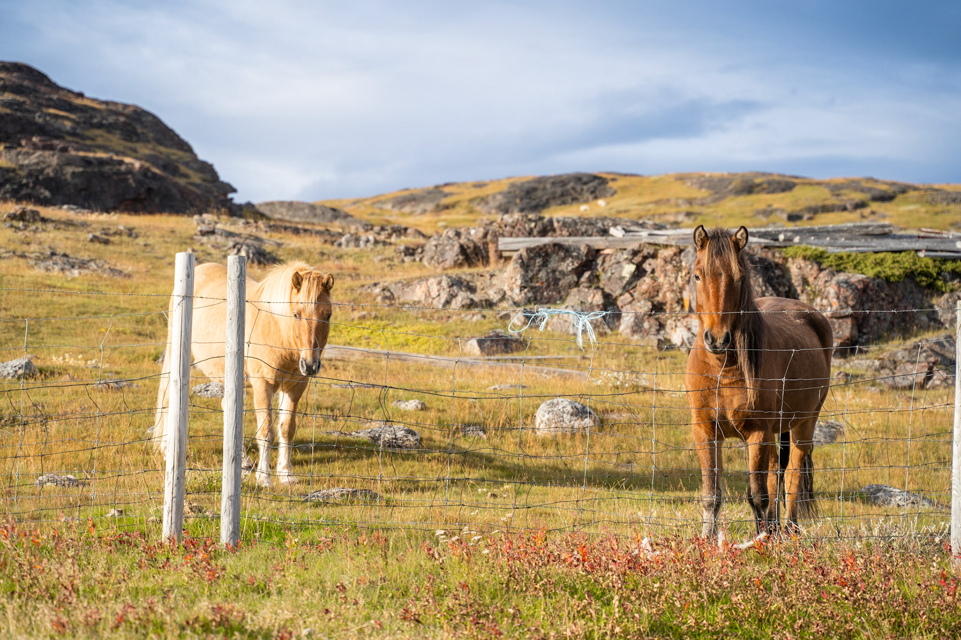 Sweet horses at Tasiusaq. All the sheep farmers in the area have horses they can use for the herding depending on the terrain.