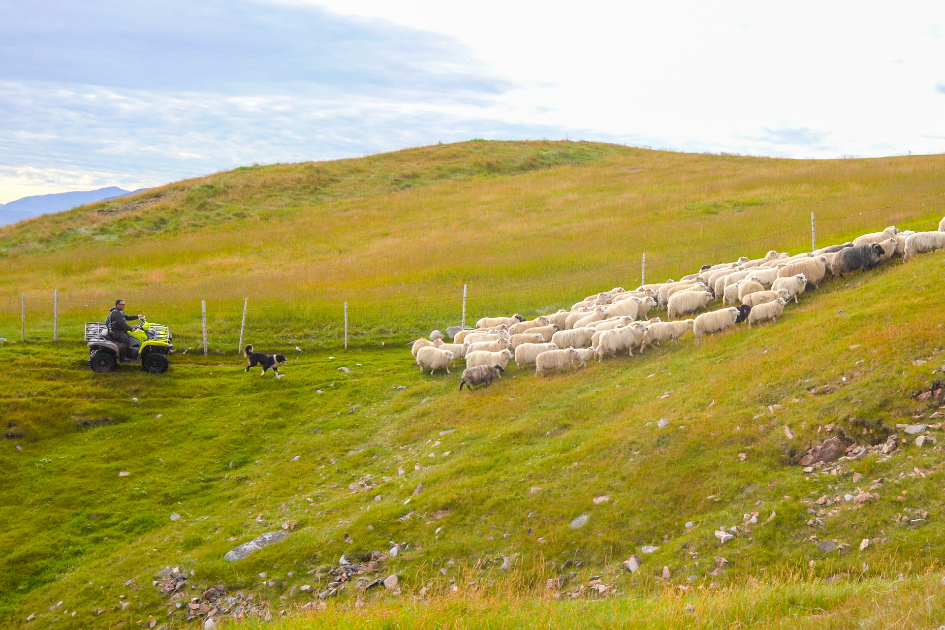 Kilaasi and his sheepdog herding.