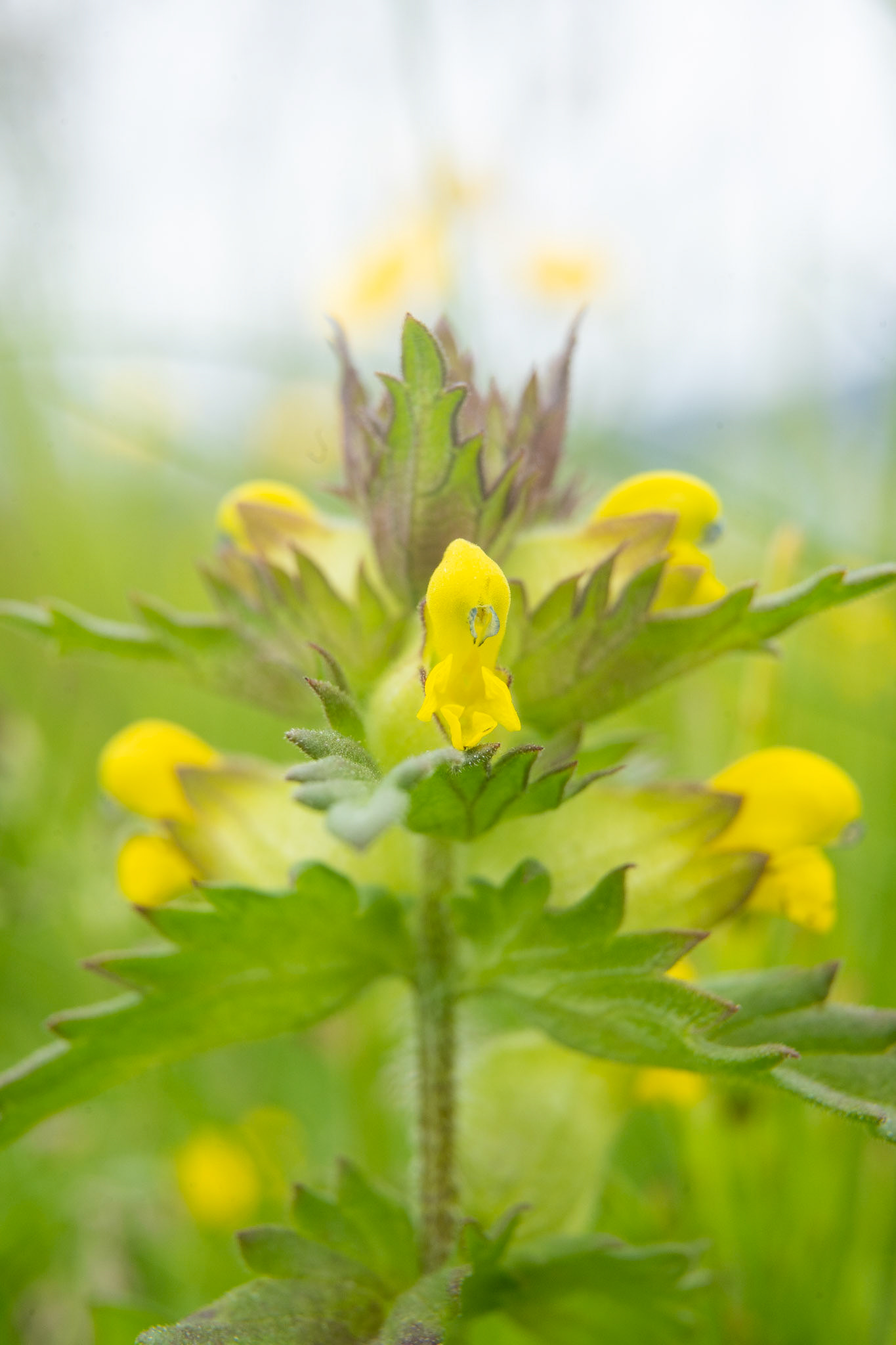 Uummataasaq. Rhianthus minor. Yellow-rattle.